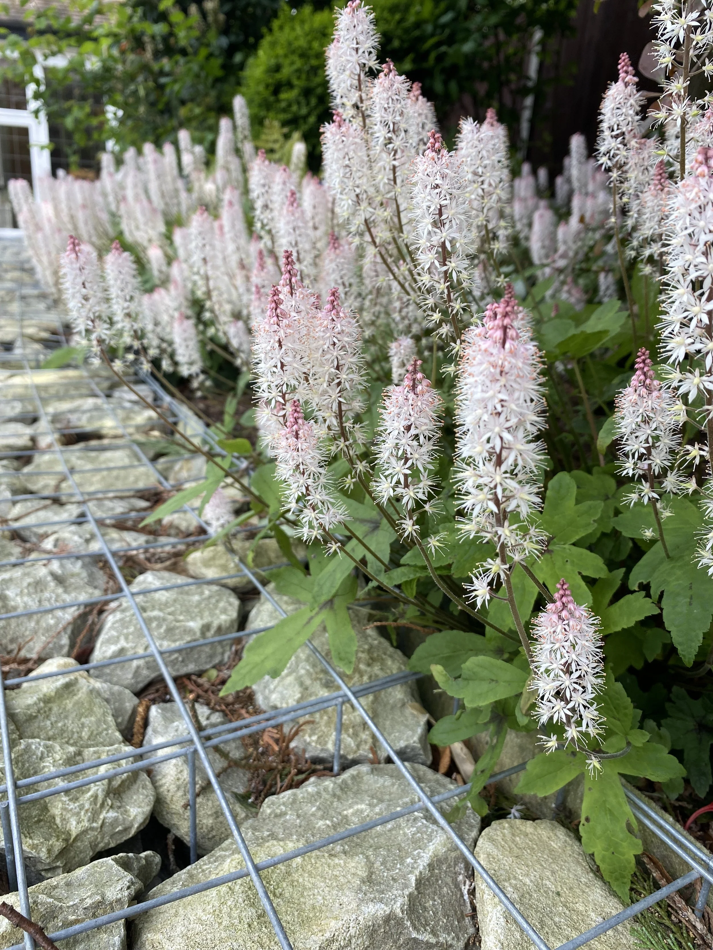 tiarella 