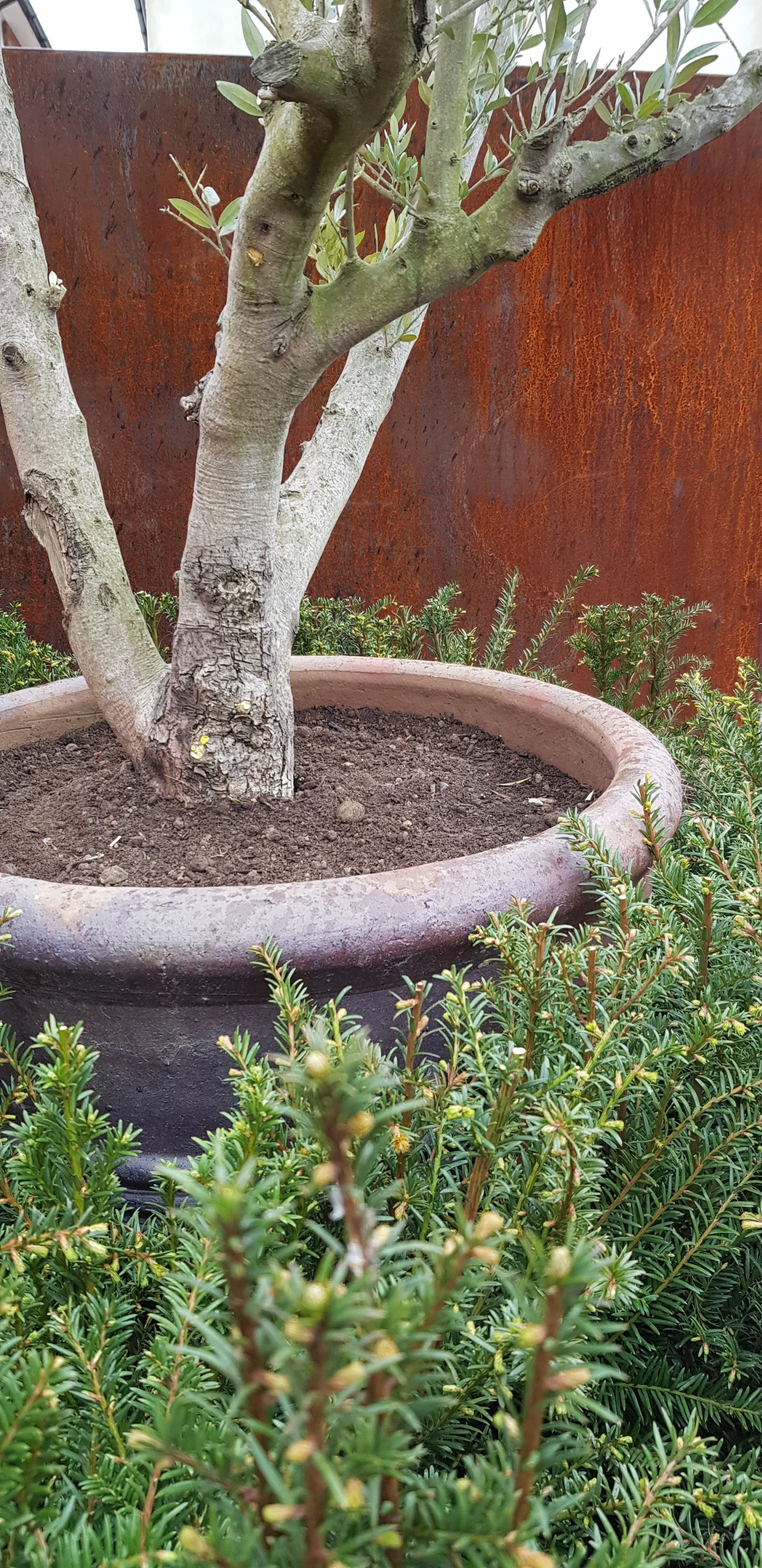 A potted olive tree with thick branches and small green leaves, surrounded by green shrubs in a garden with a rust-colored metal fence in the background.