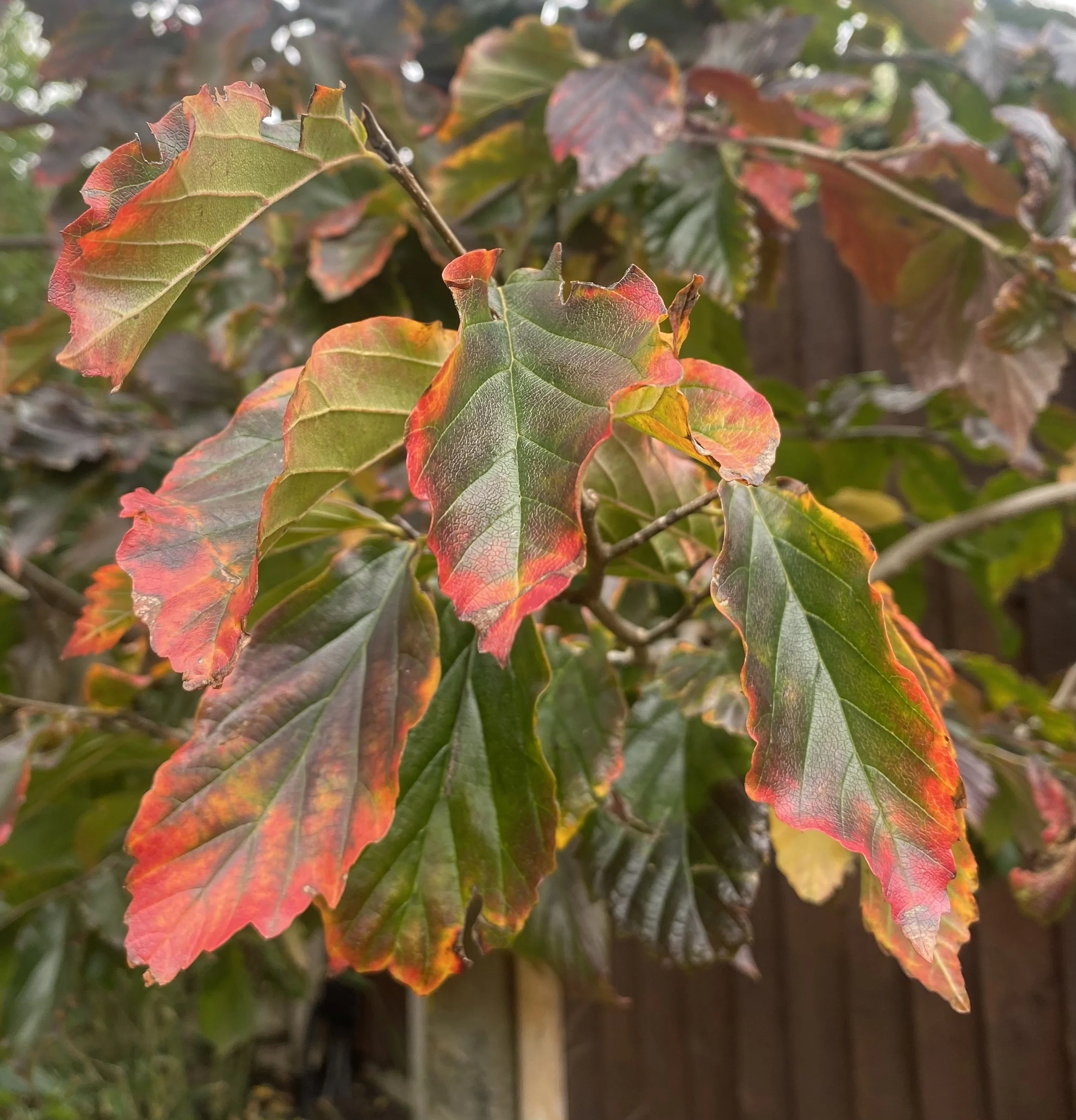 parrotia persica autumn colour