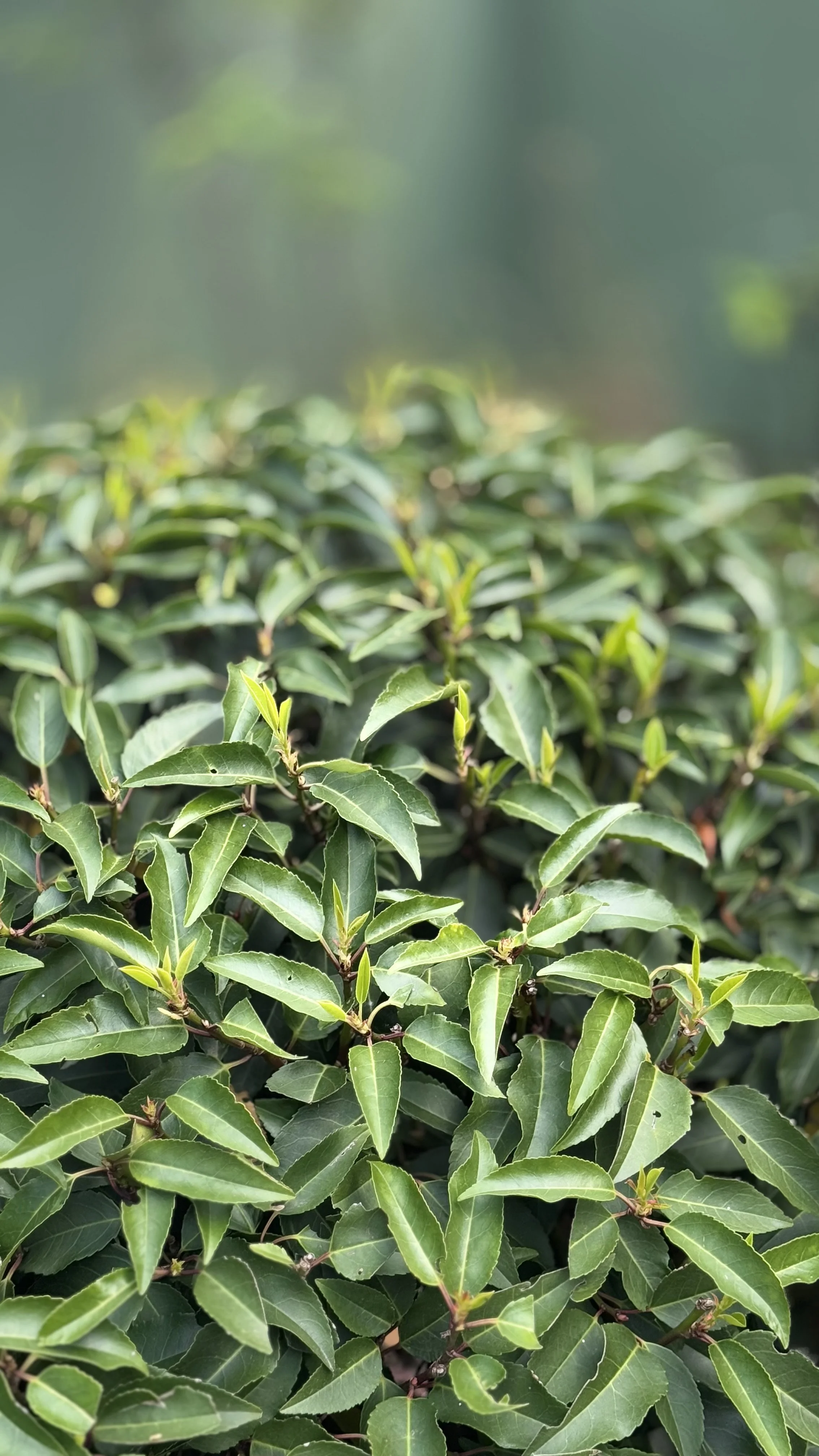 clipped evergreen shrub
