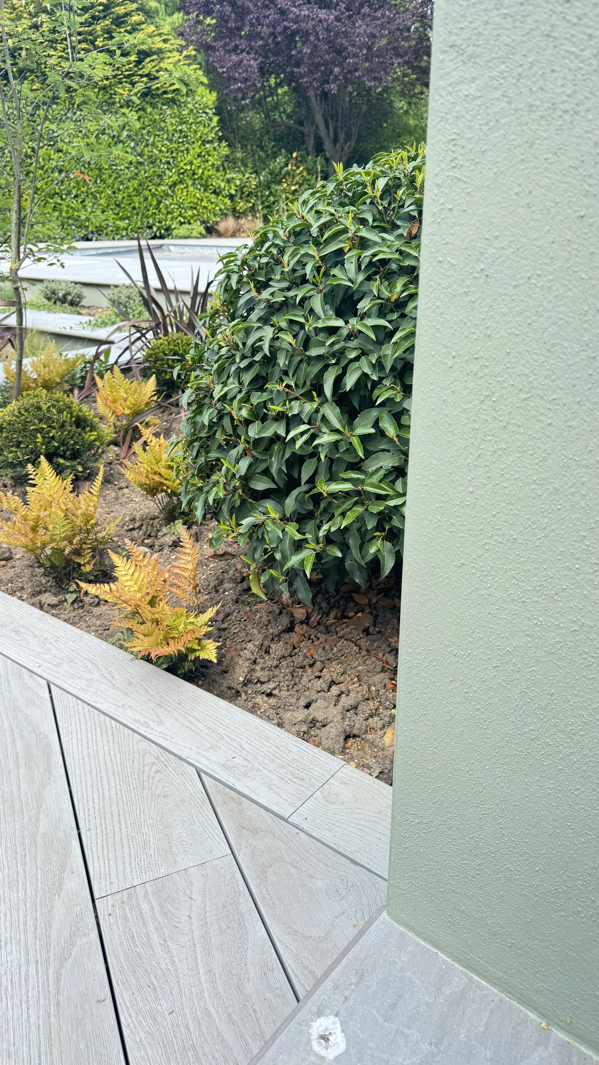 green wall, decking and planting