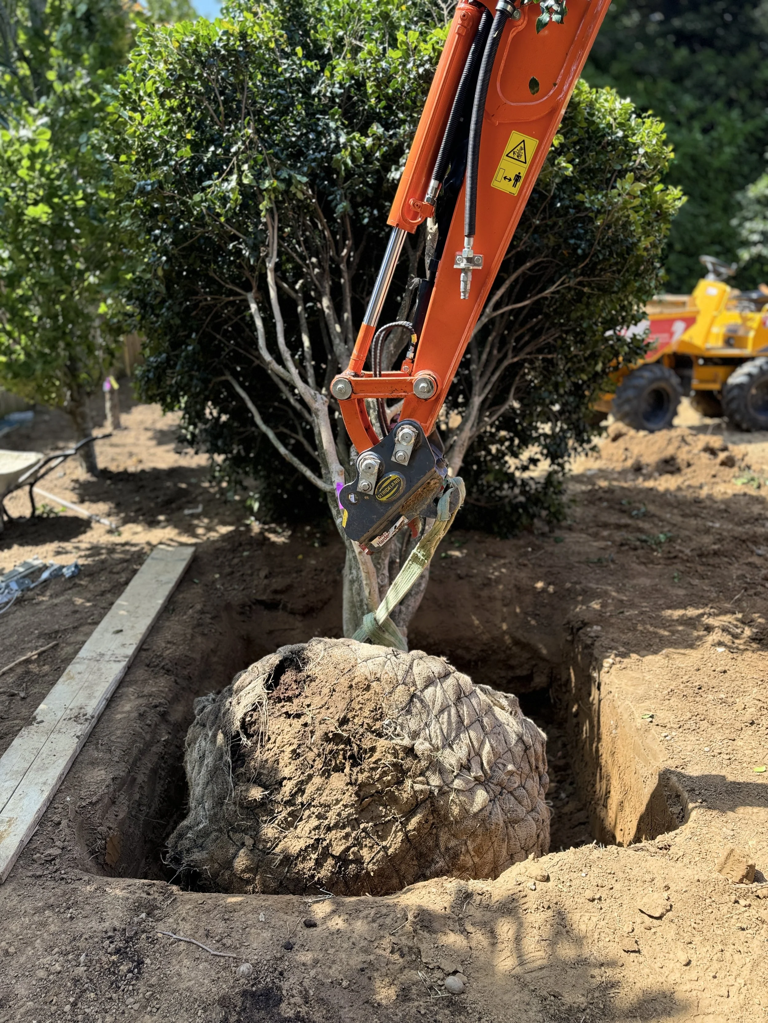 large tree being planted 