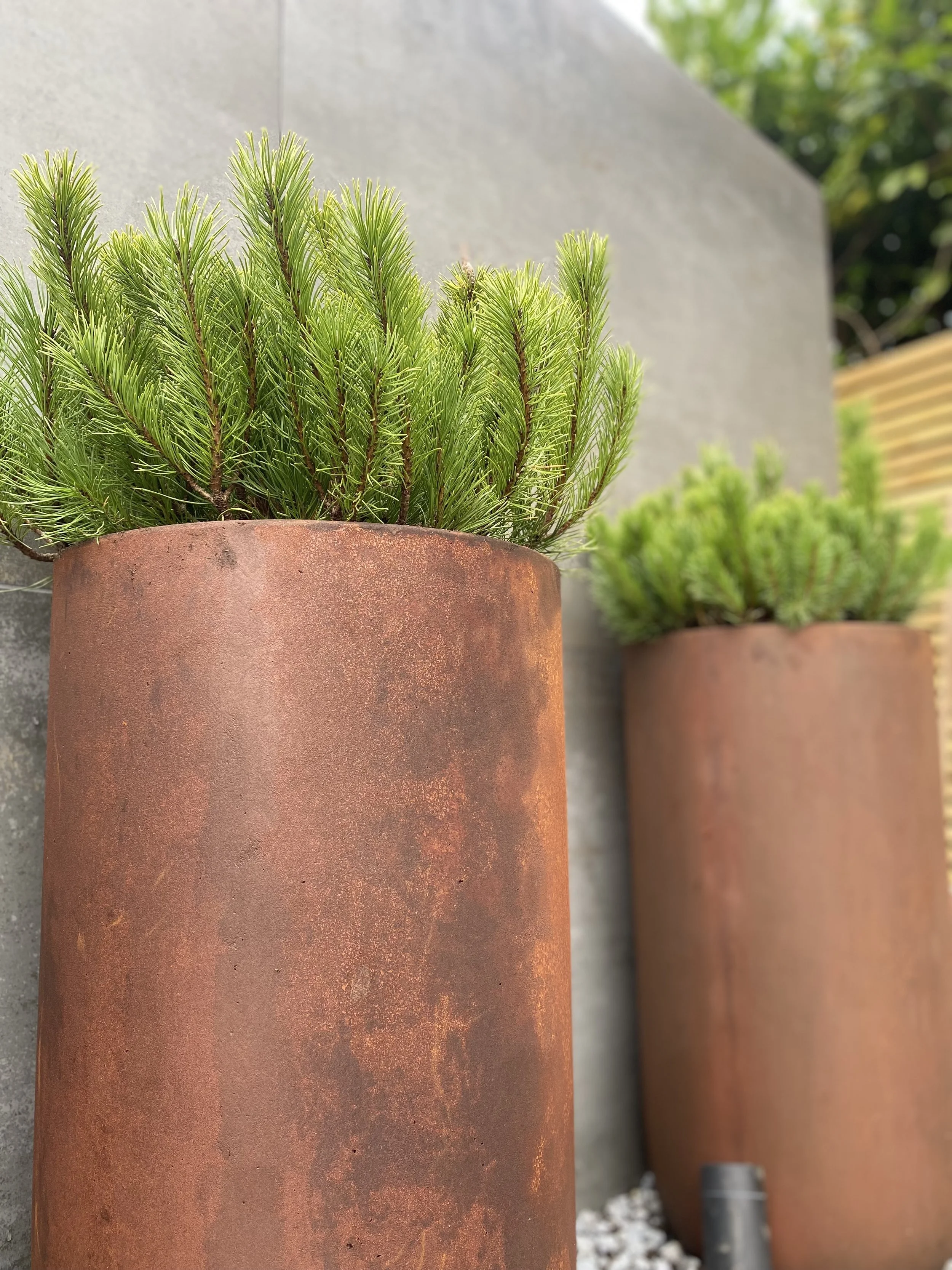 planters with pines
