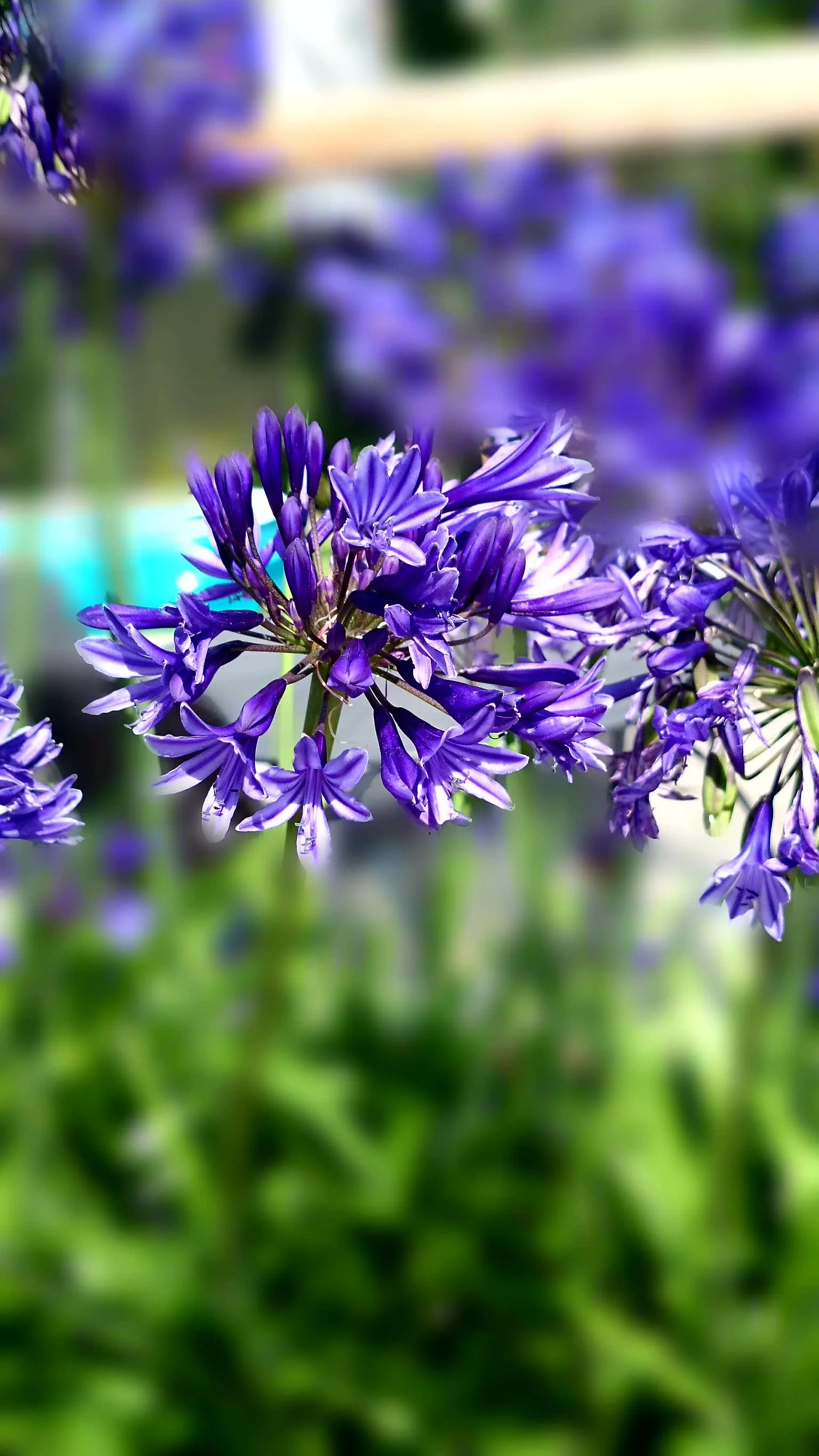purple agapanthus flower