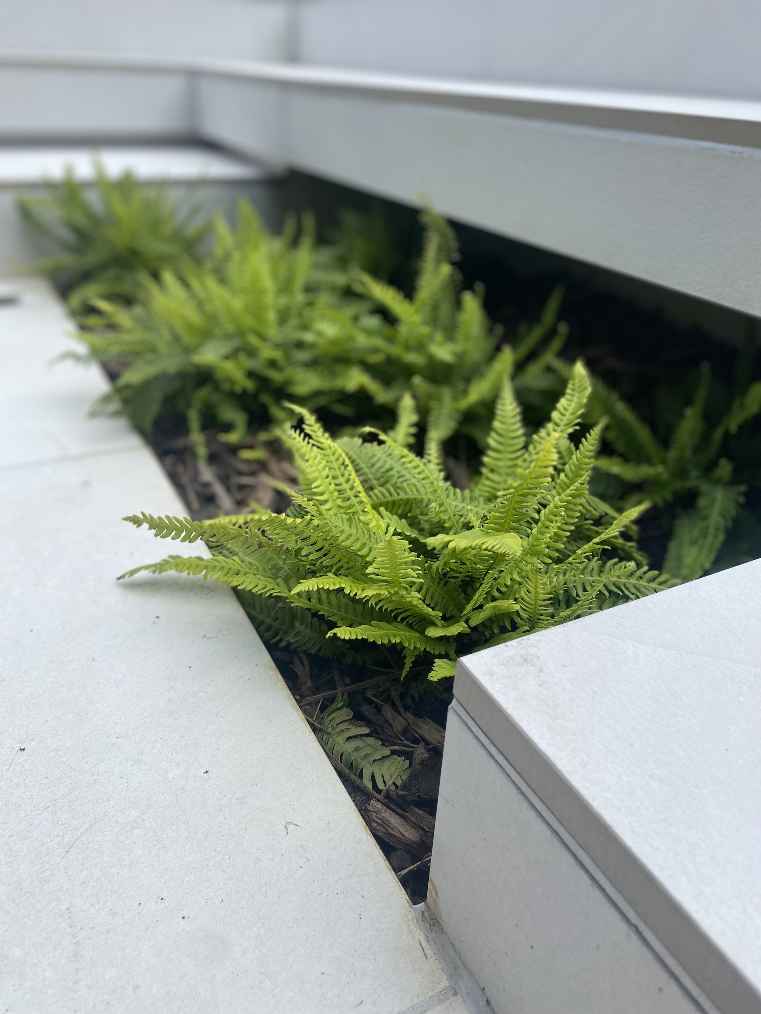 ferns under step