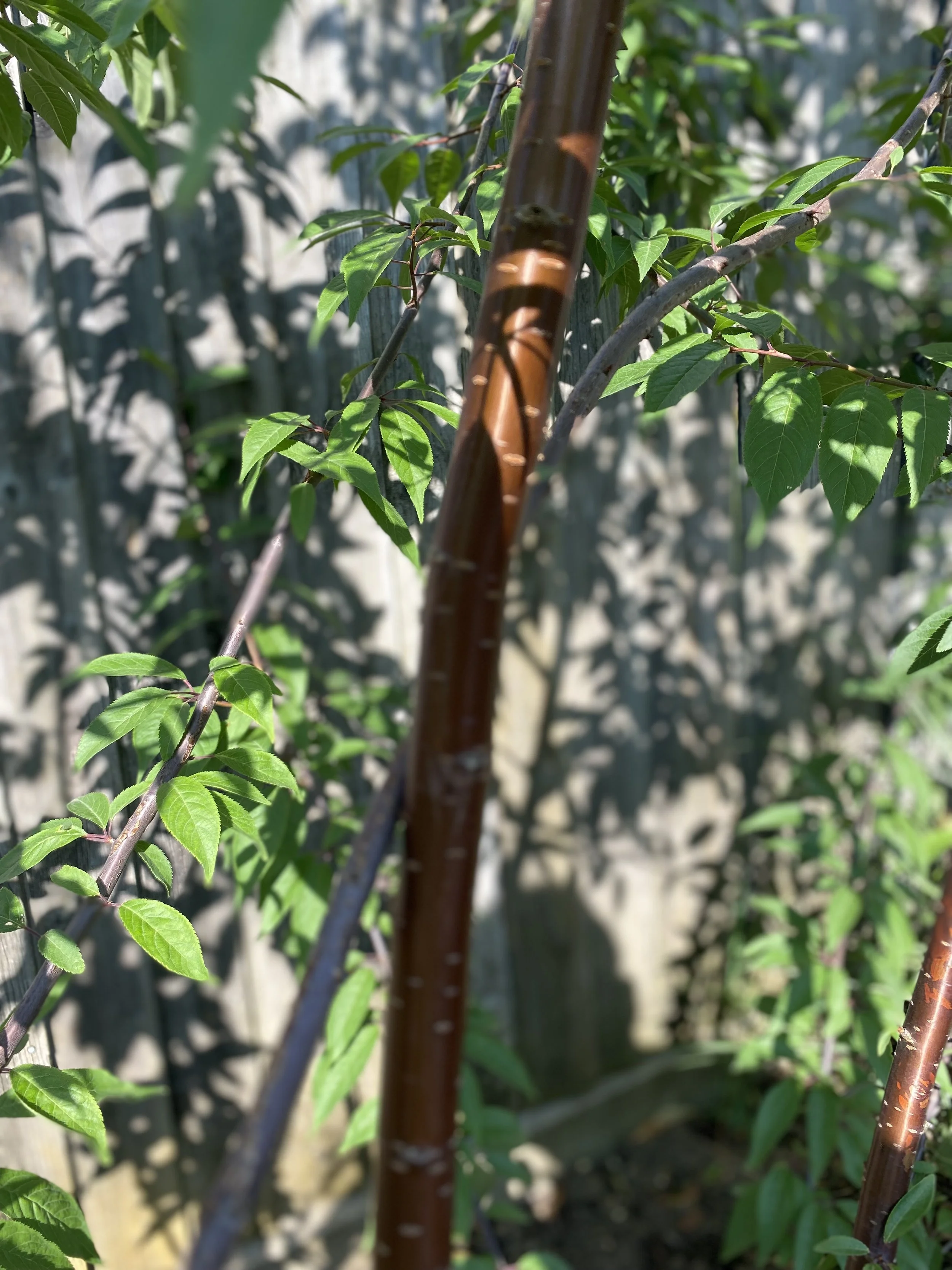 cherry tree with shadows