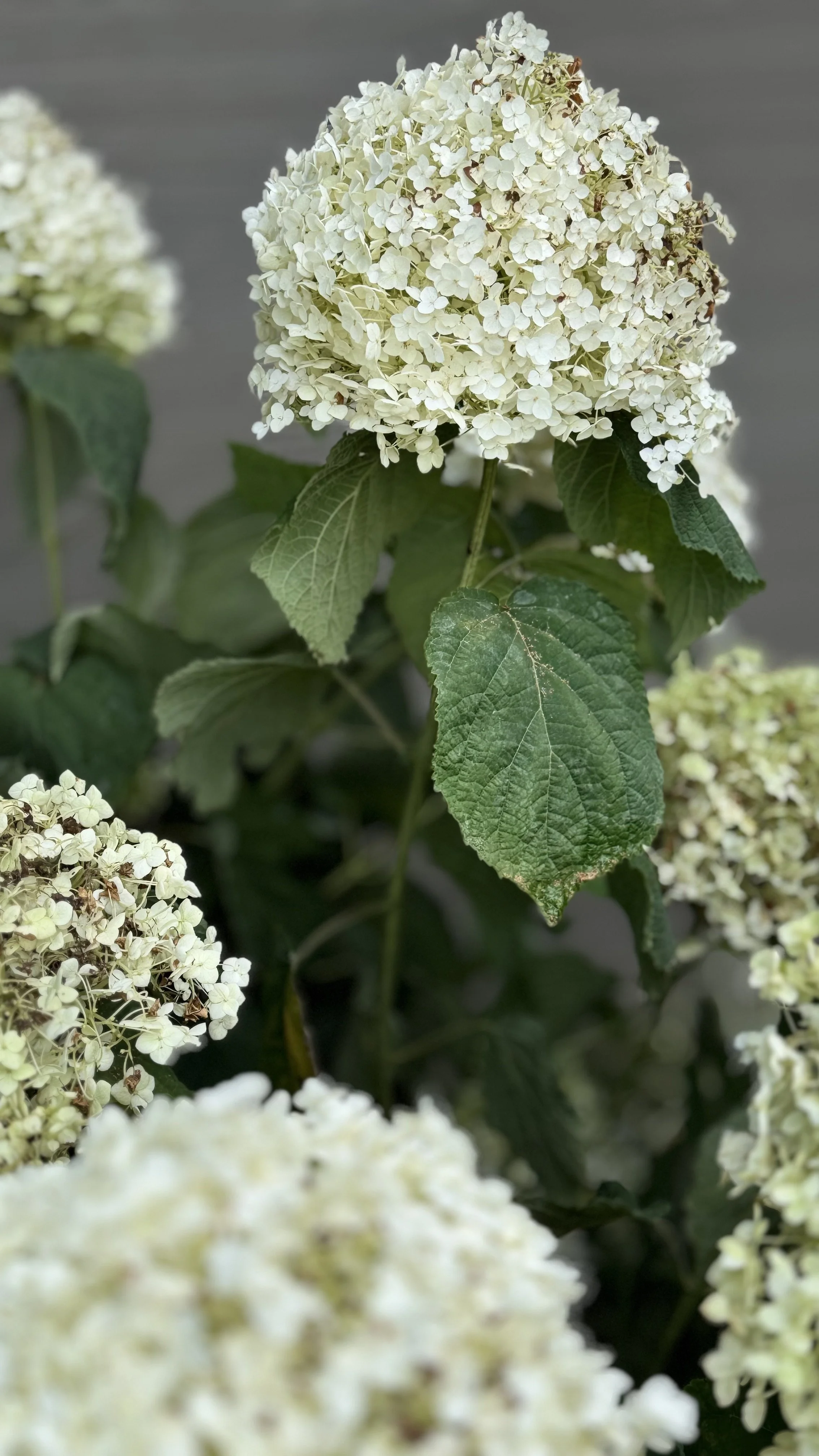 hydrangea