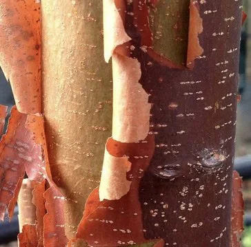 peeling tree bark