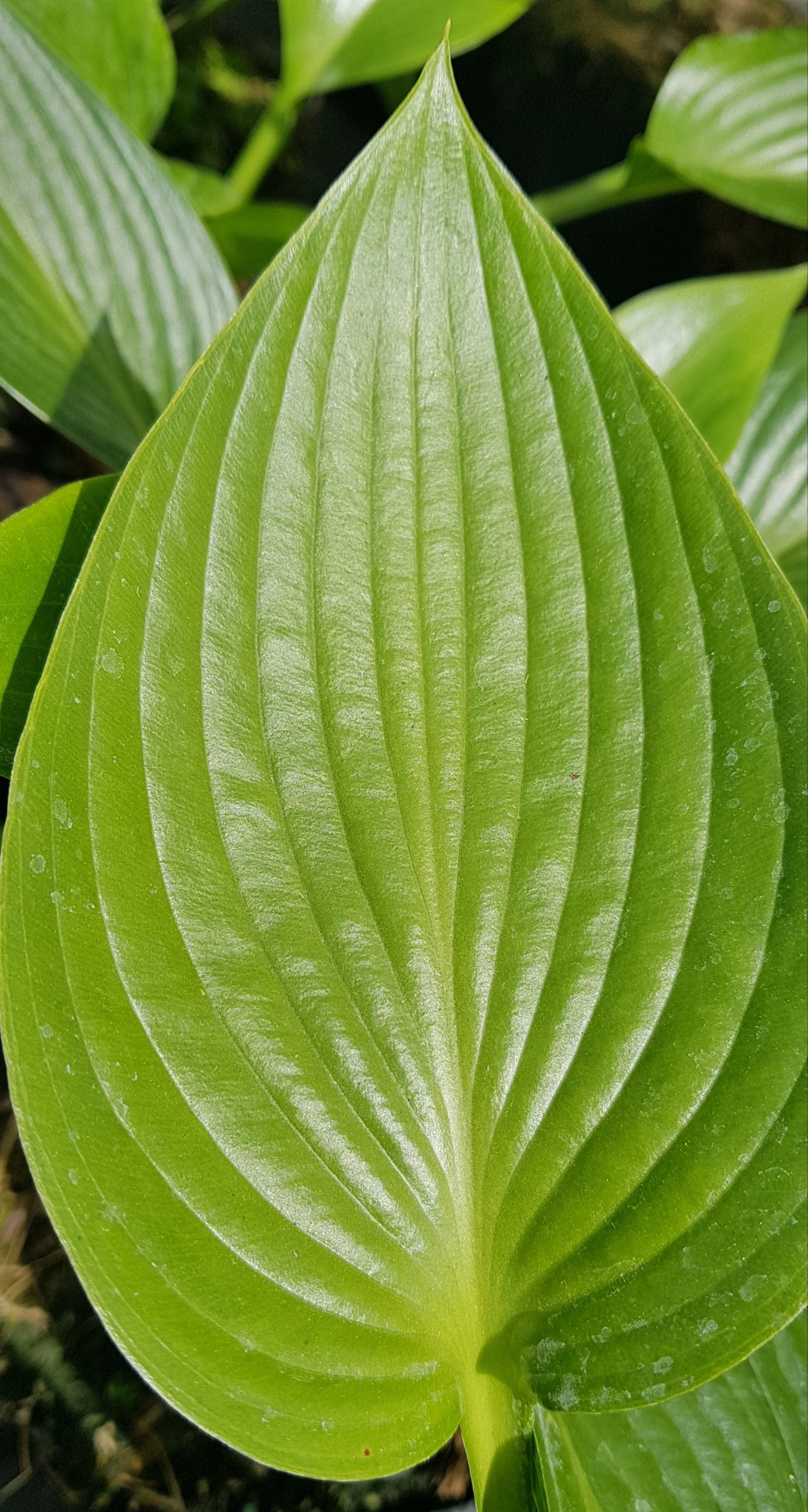 hosta leaf close up
