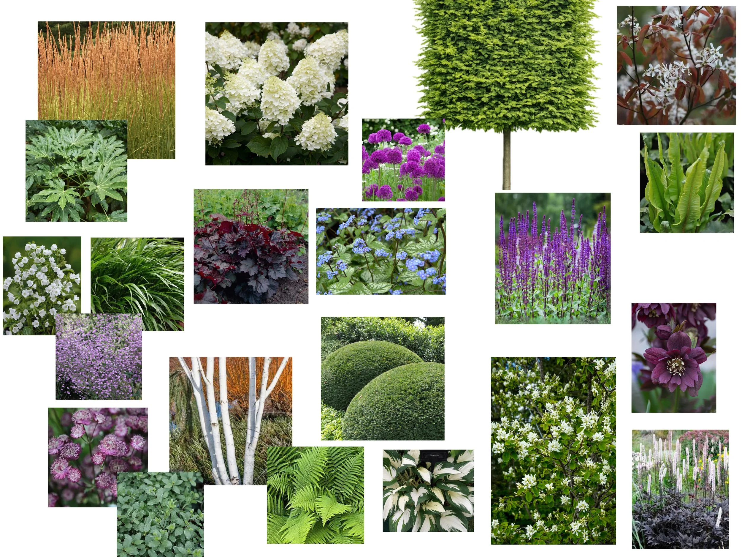 A collage of various garden and landscape plants, including grasses, flowering shrubs, trees, and ground cover plants, with a focus on lush greenery and colorful flowers.
