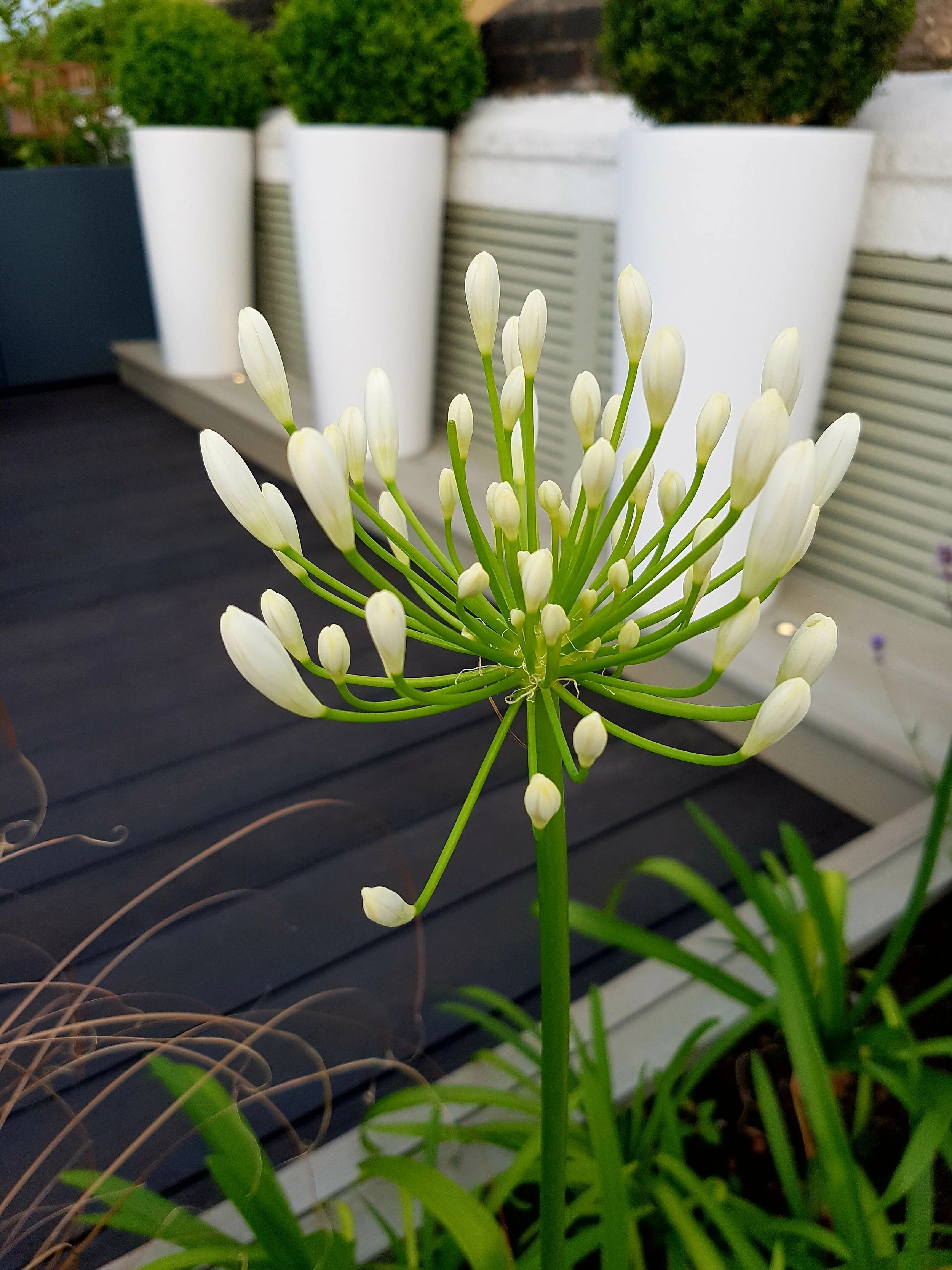 white agapanthus