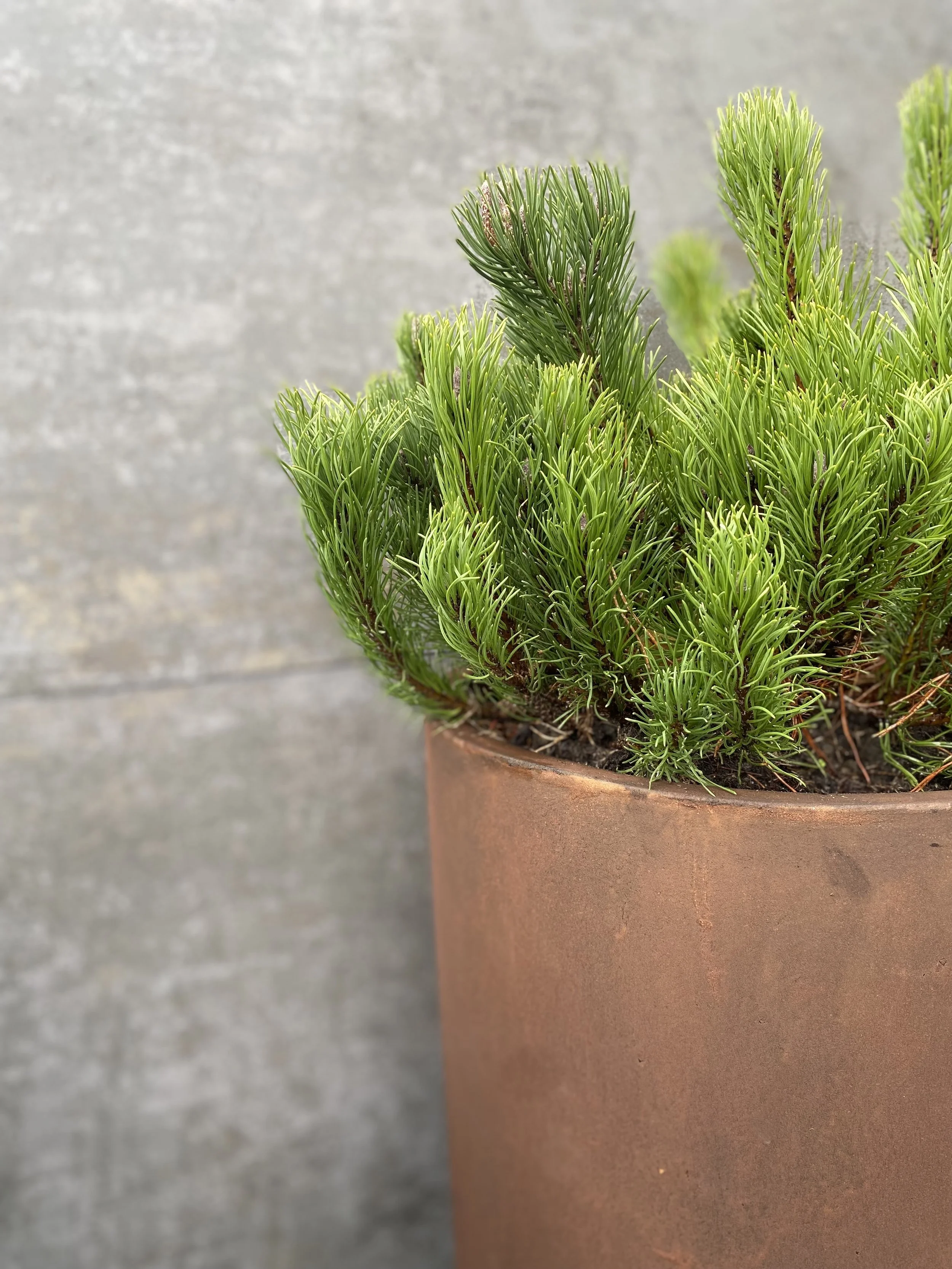 small pine in planter