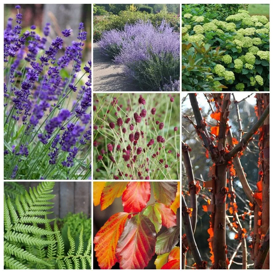 planting combinations