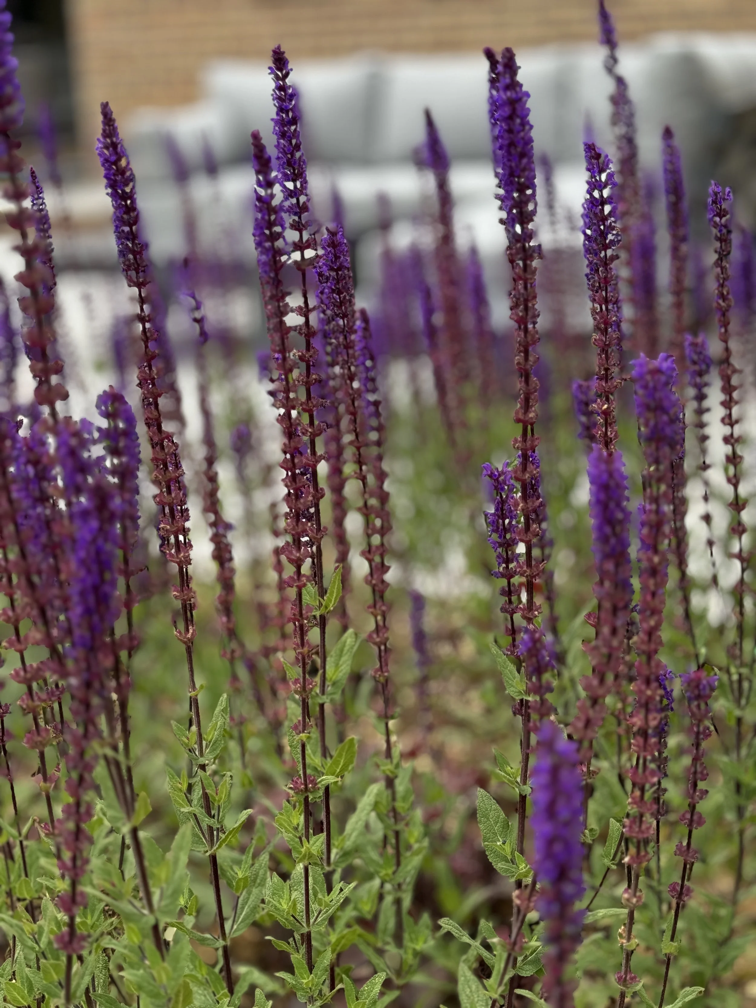 salvia purple flowers