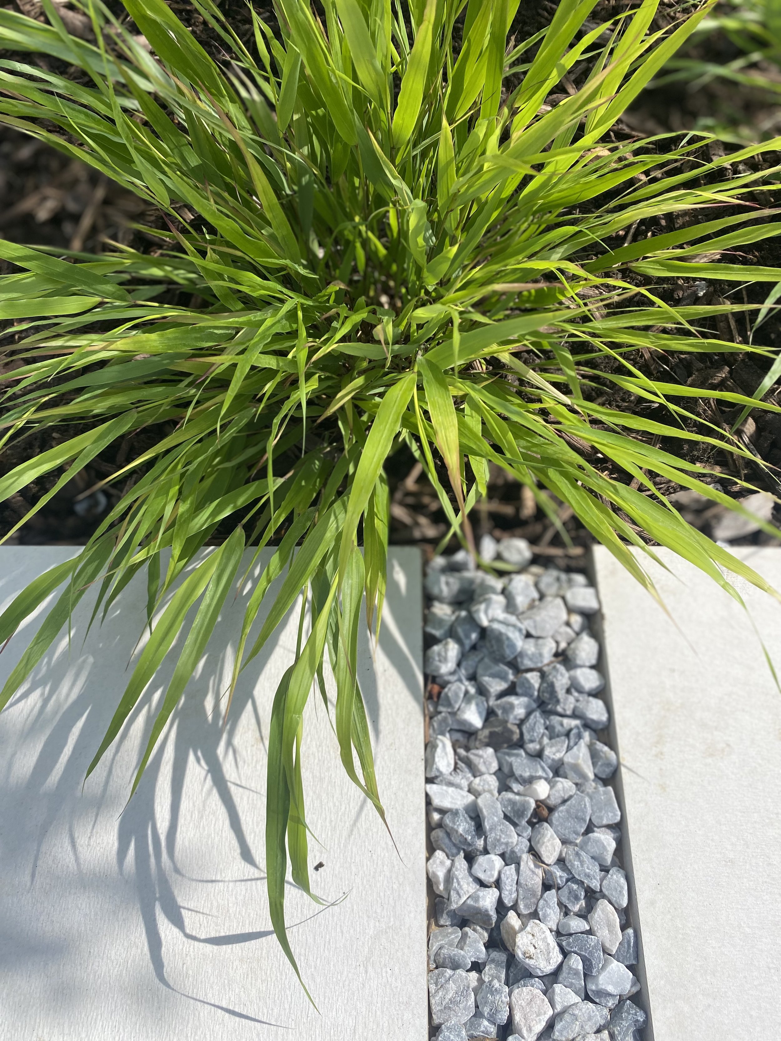 ornamental grass and paving