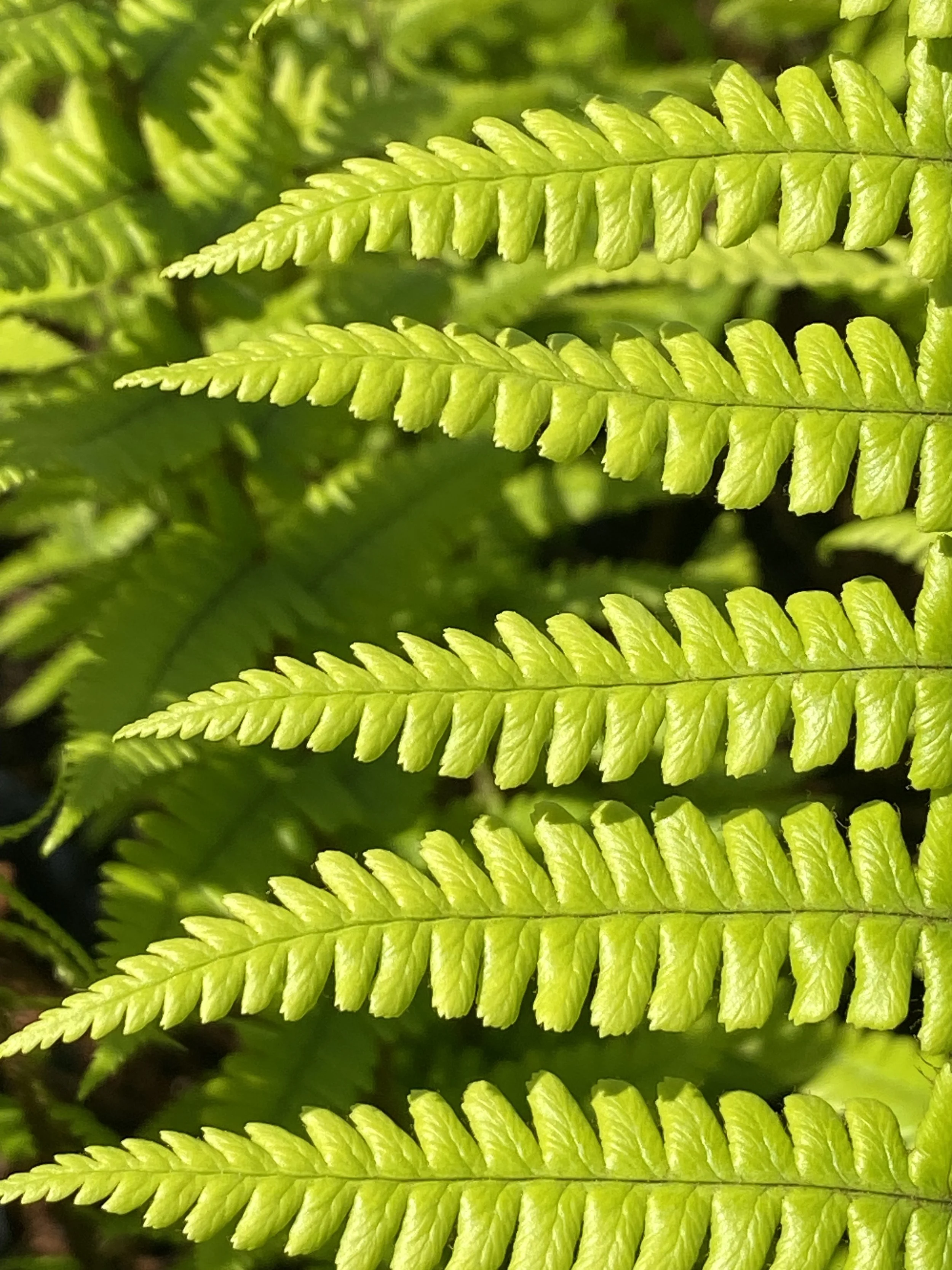 Close-up of green fern leaves with detailed fronds.