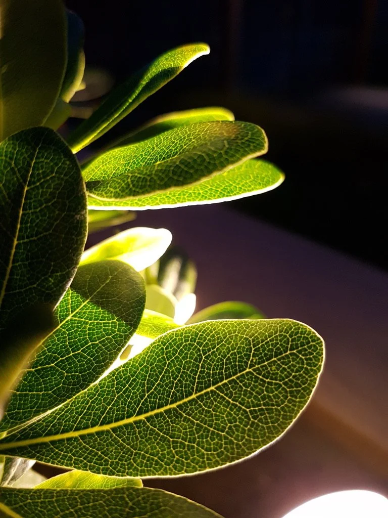 evergreen leaves with light shining through