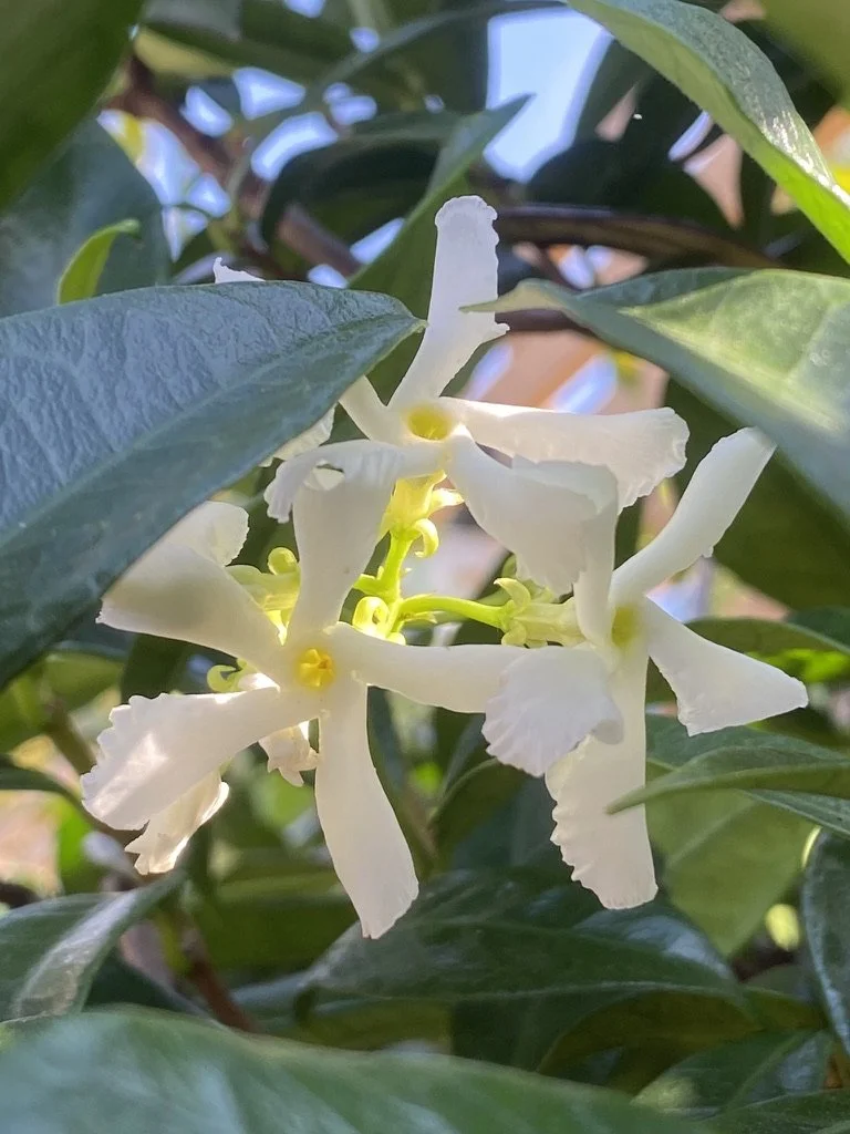 star jasmine flowers