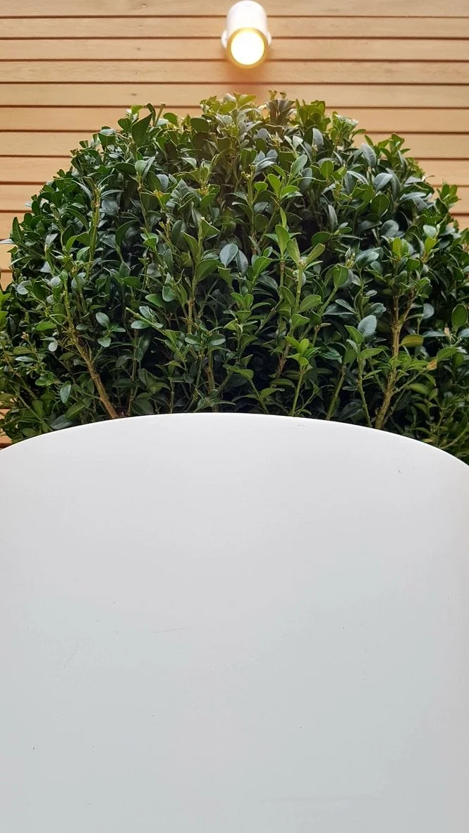 white planter with cedar fence and light behind