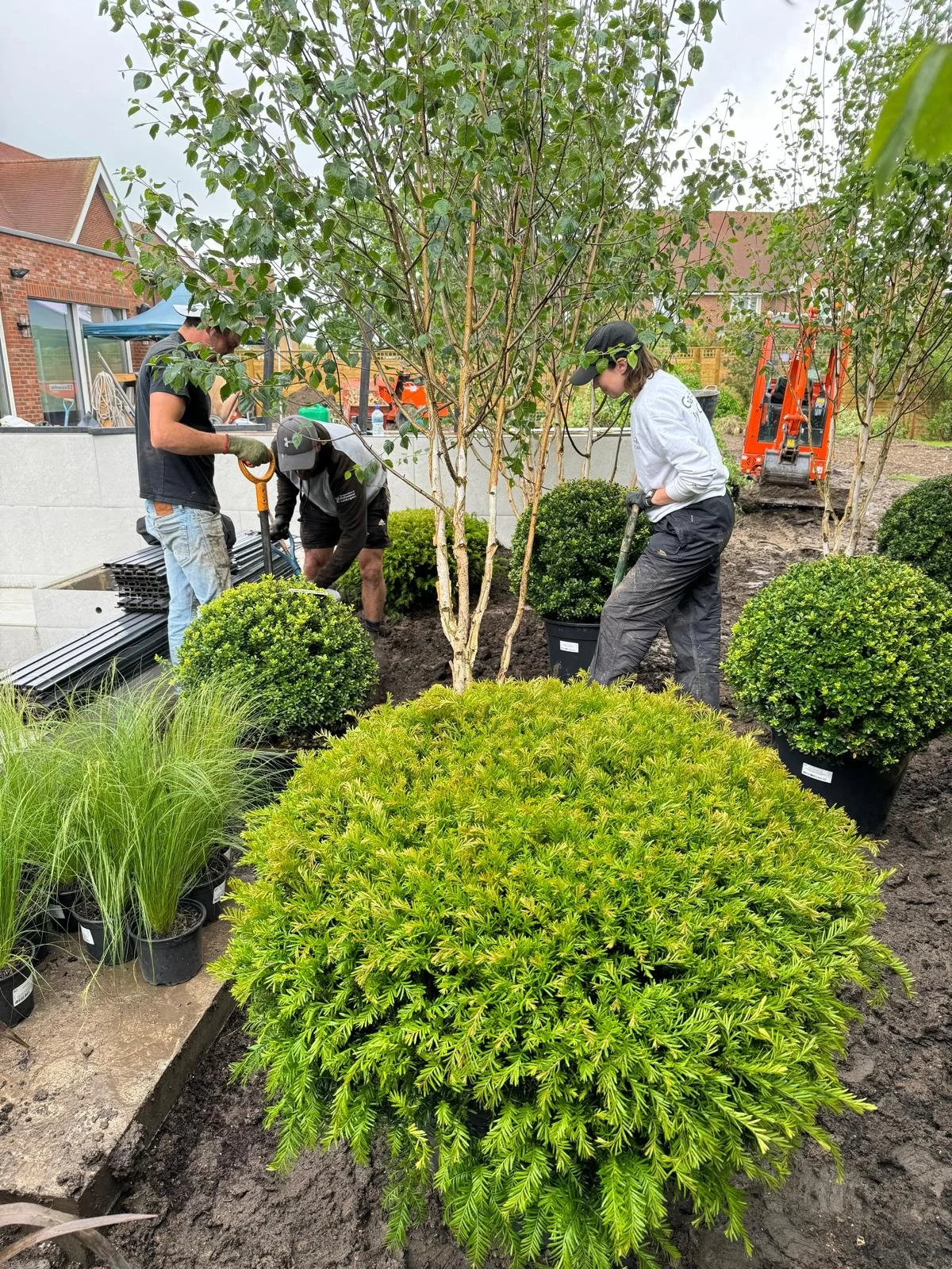 setting out the plants