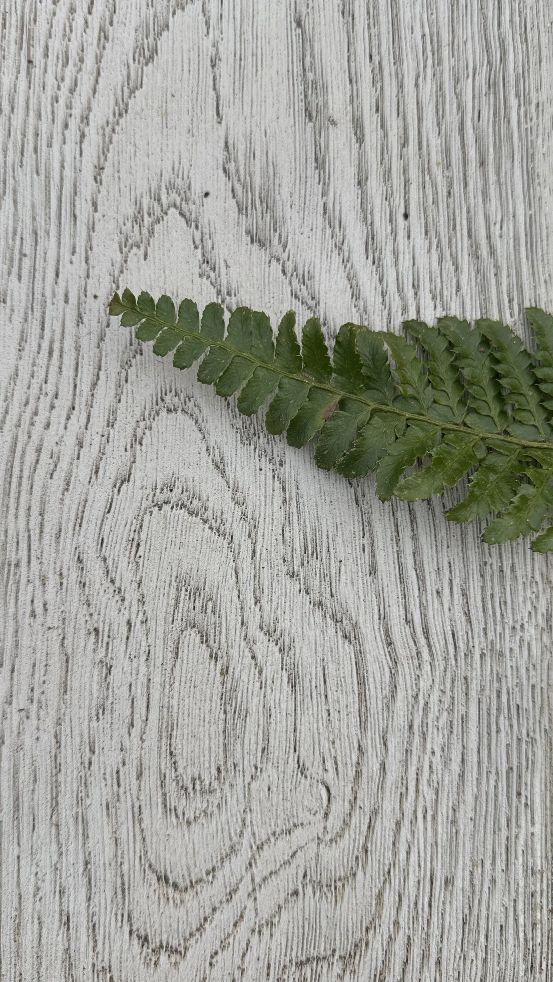 fern frond detail