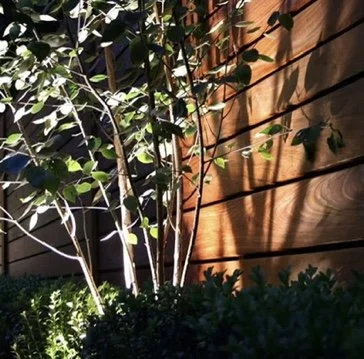 birch tree and hardwood fence with back lighting