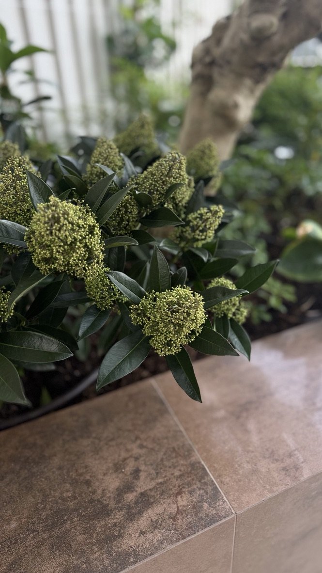 evergreen shrub with brown tiles