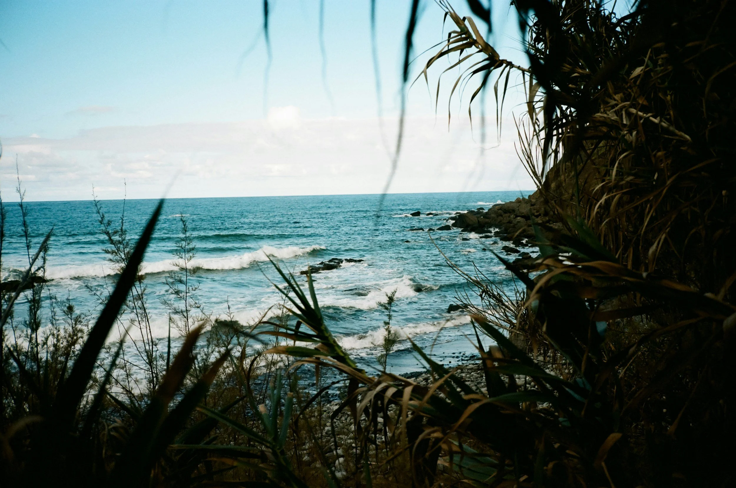 View of the ocean with waves crashing against rocks, framed by tall grasses and foliage on the rocky coast.
