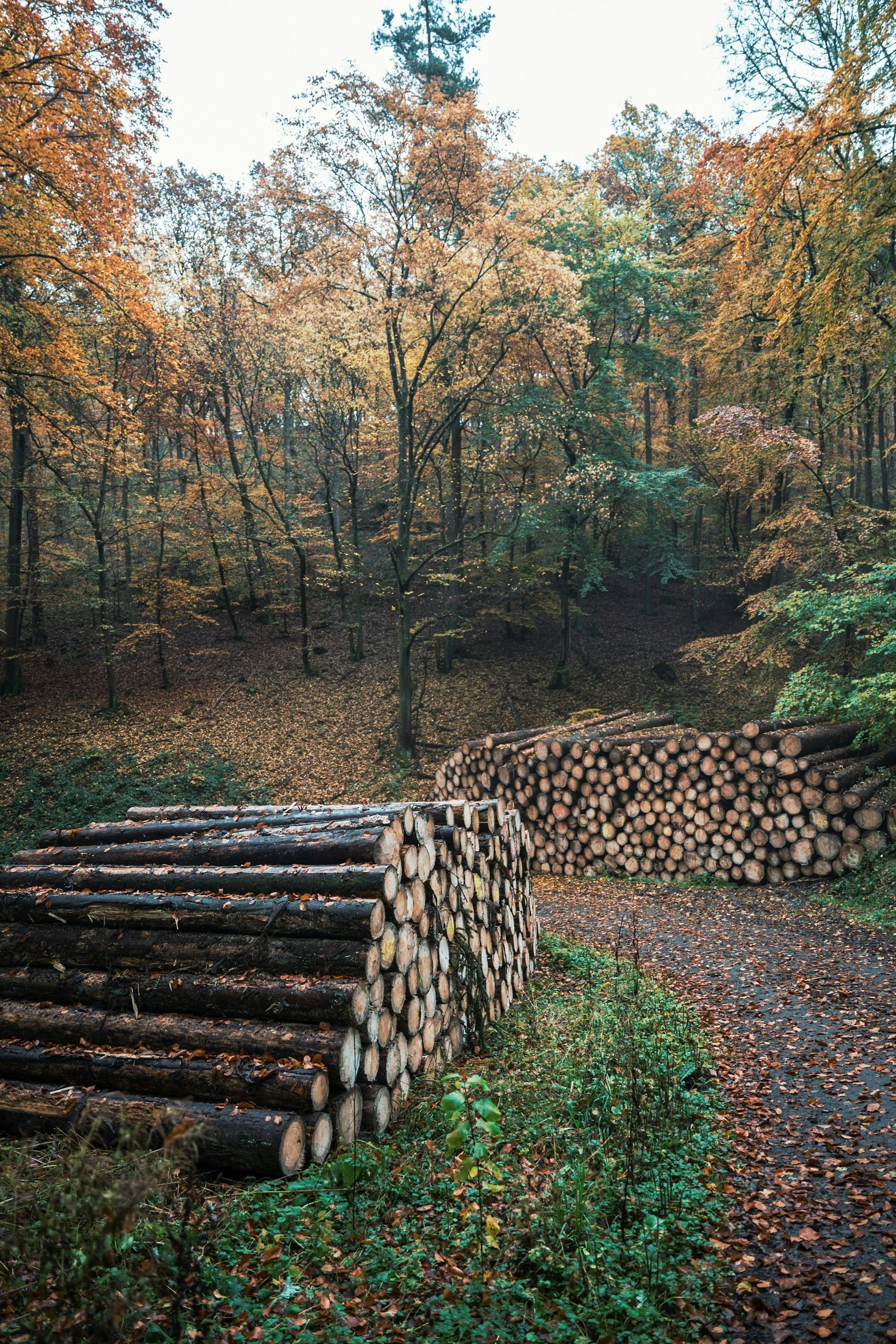 Two large stacks of cut logs in a forest with autumn-colored trees and fallen leaves on the ground.