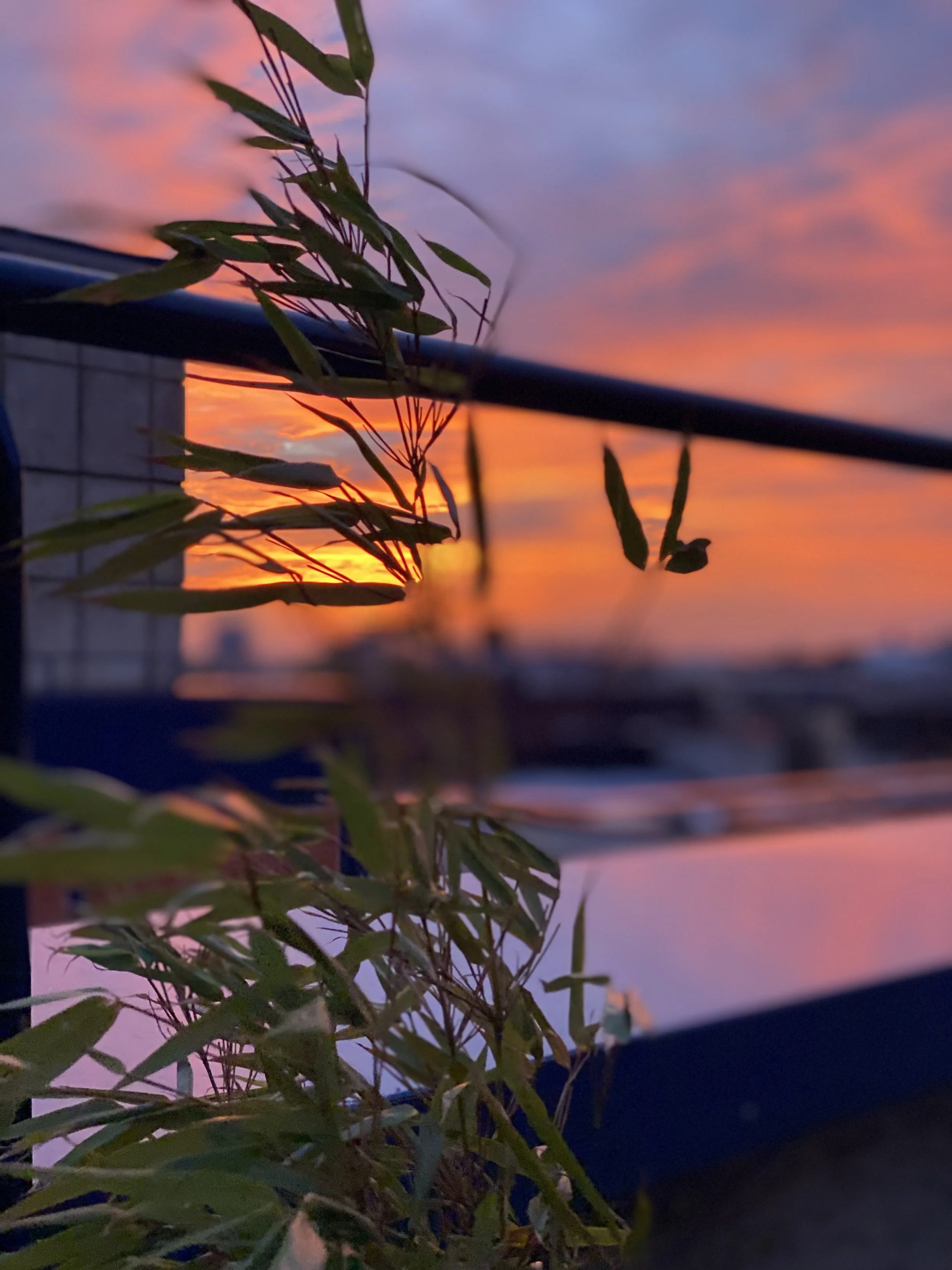 Auswahl 16 Bambus nah mit Sonne.jpeg