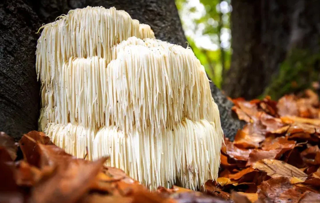 Lion's Mane mushroom for focus in burnout.jpg