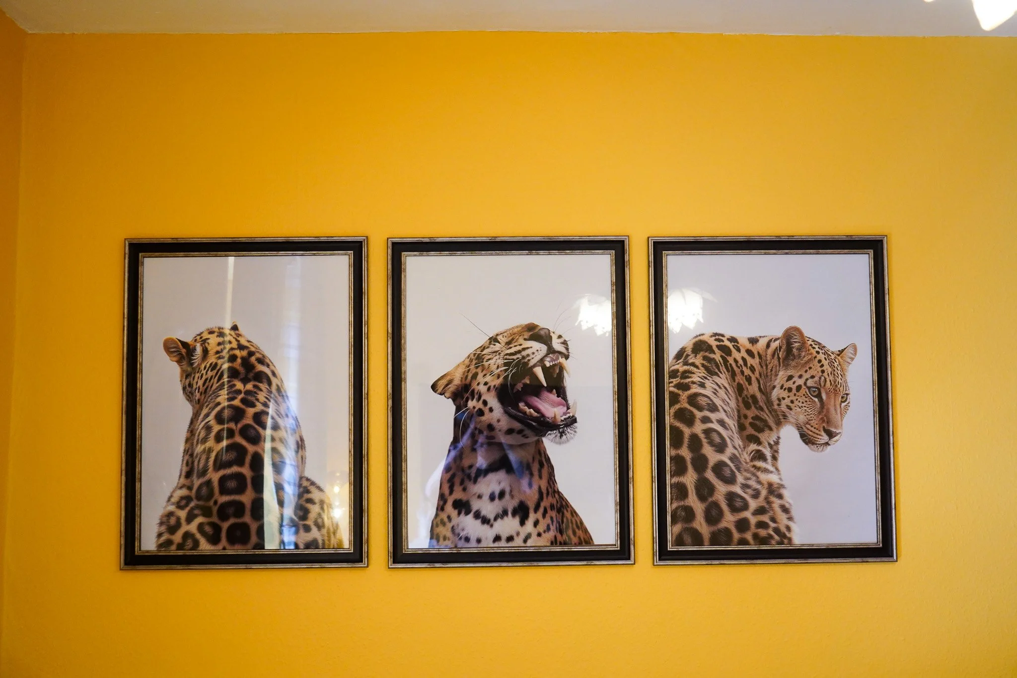 Three framed pictures of jaguars on a yellow wall, from left to right: behind view of a spotted jaguar, a roaring jaguar facing forward, and a spotted jaguar looking to the side.