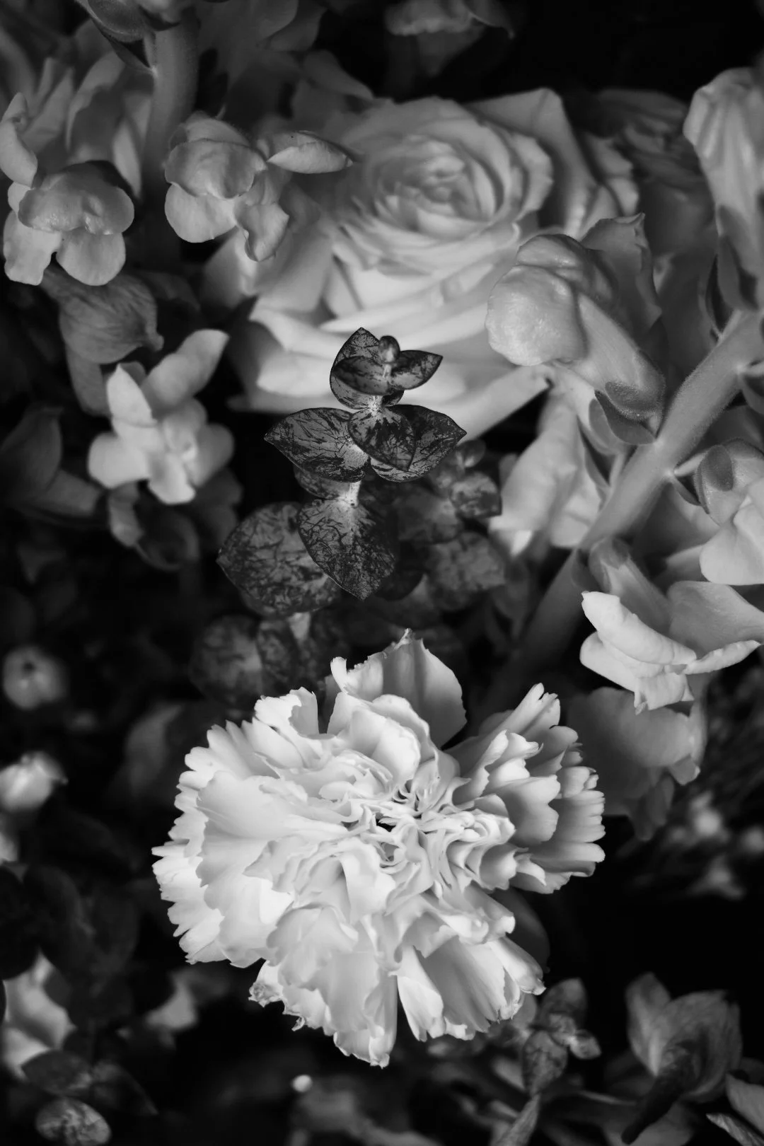 DSC_2085.jpg