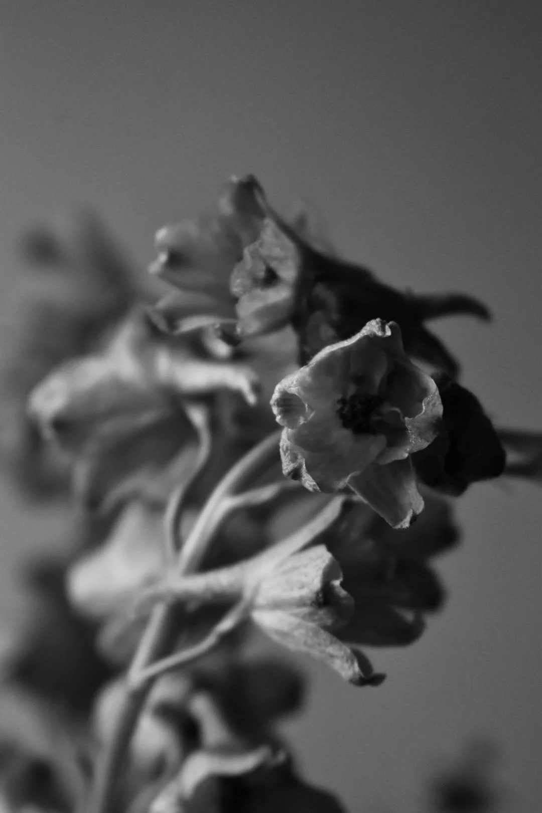 DSC_2067.jpg