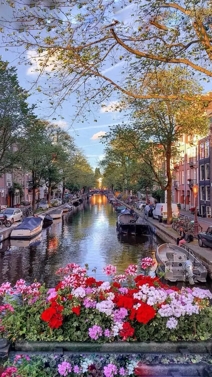 City - Netherlands - AMSTERDAM - Flower at City-01.webp