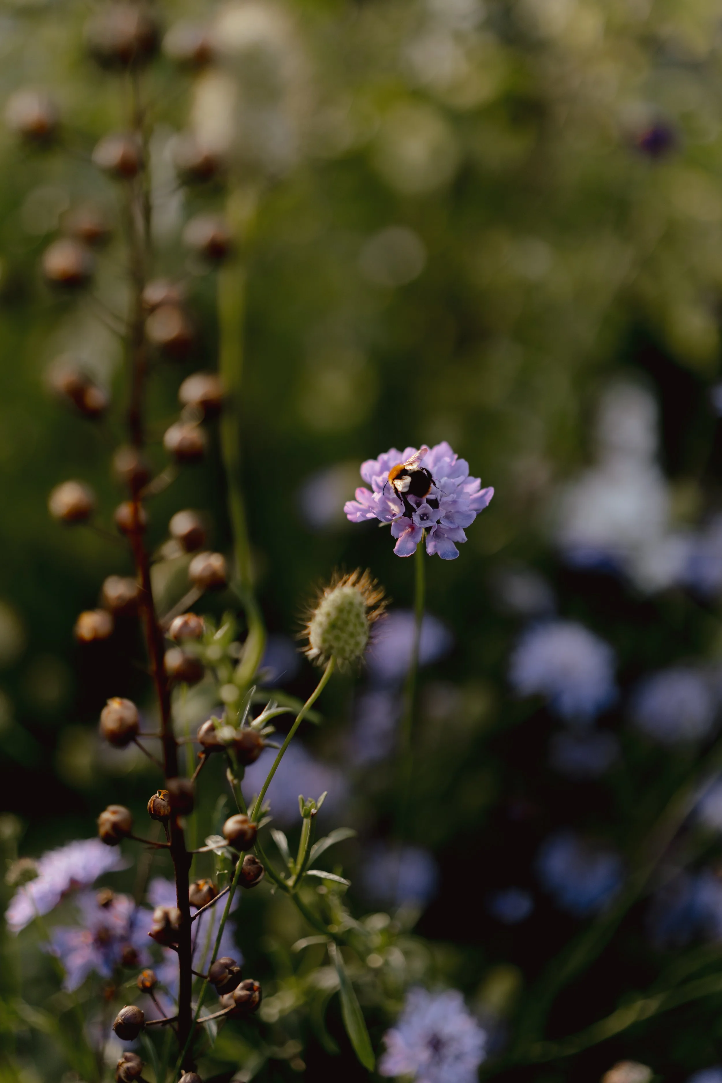 DSC03788.jpg