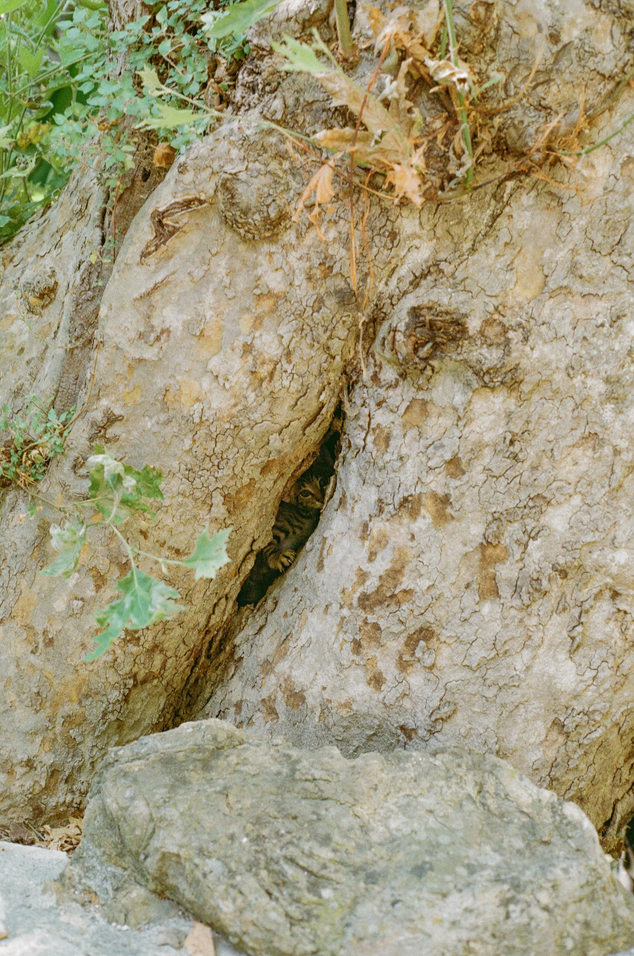 A tabby cat peeking out from a hole in a tree trunk surrounded by rocks and greenery.