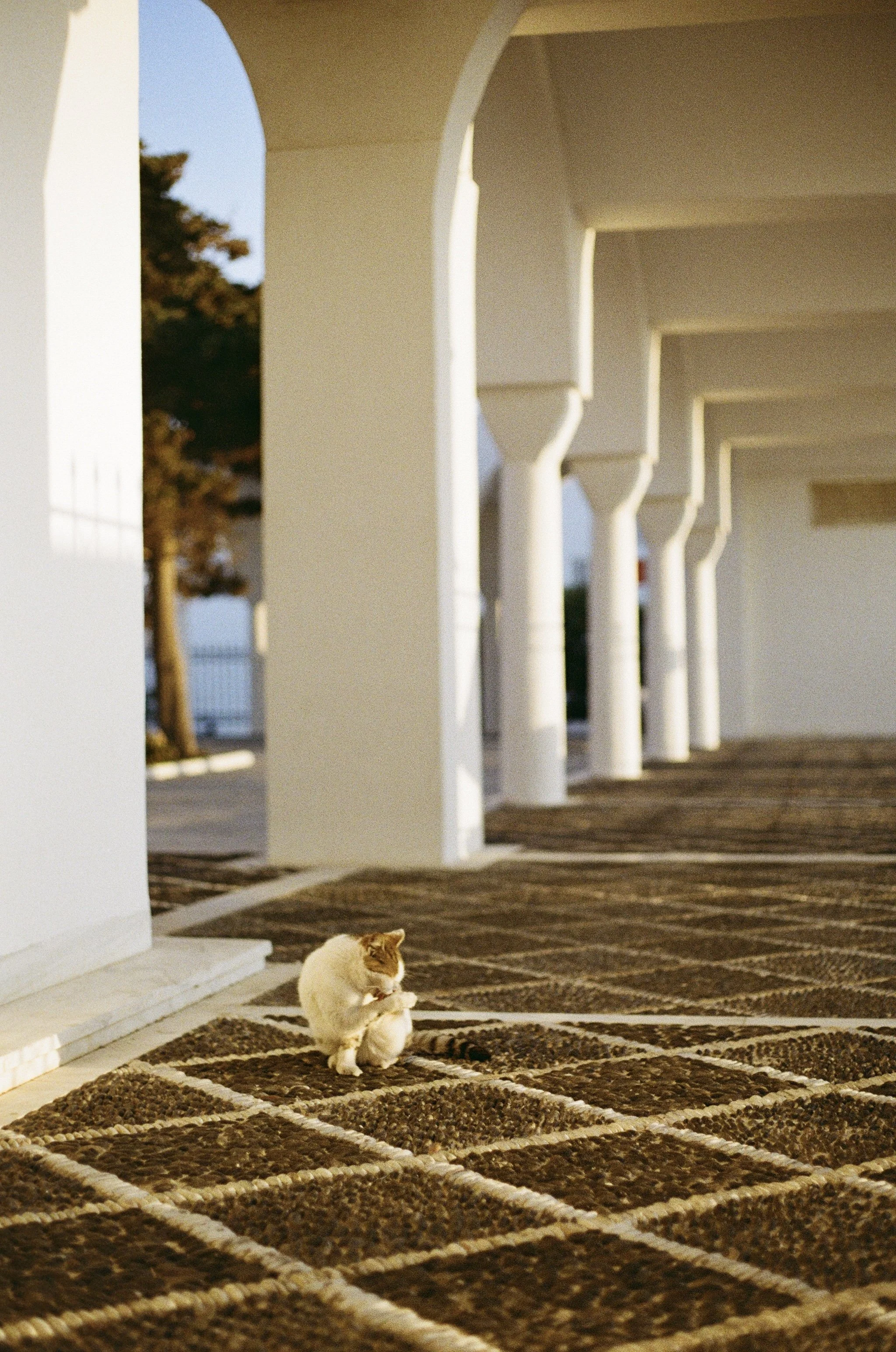 A white and orange cat sitting on a patterned brown and beige outdoor rug under a white arched structure, with a tree and fence in the background during sunset.