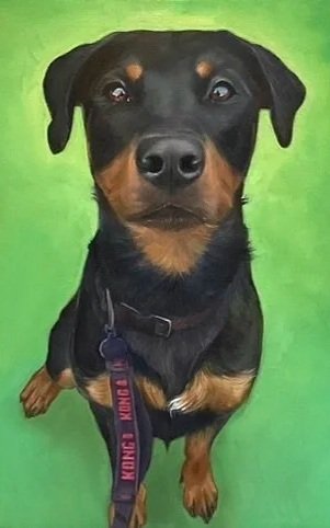 A black and tan dog sitting on a bright green background, wearing a purple collar with a leash.