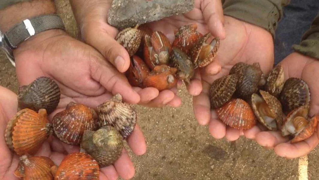 Group of three people holding various sea shells