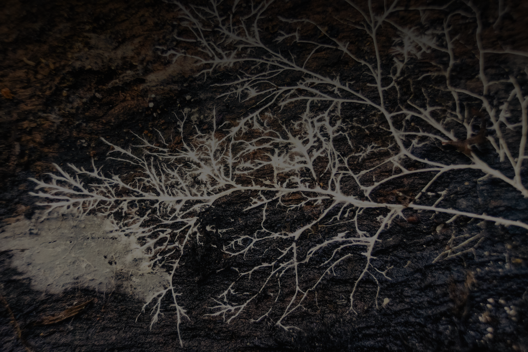 AdobeStock_1228147811.png