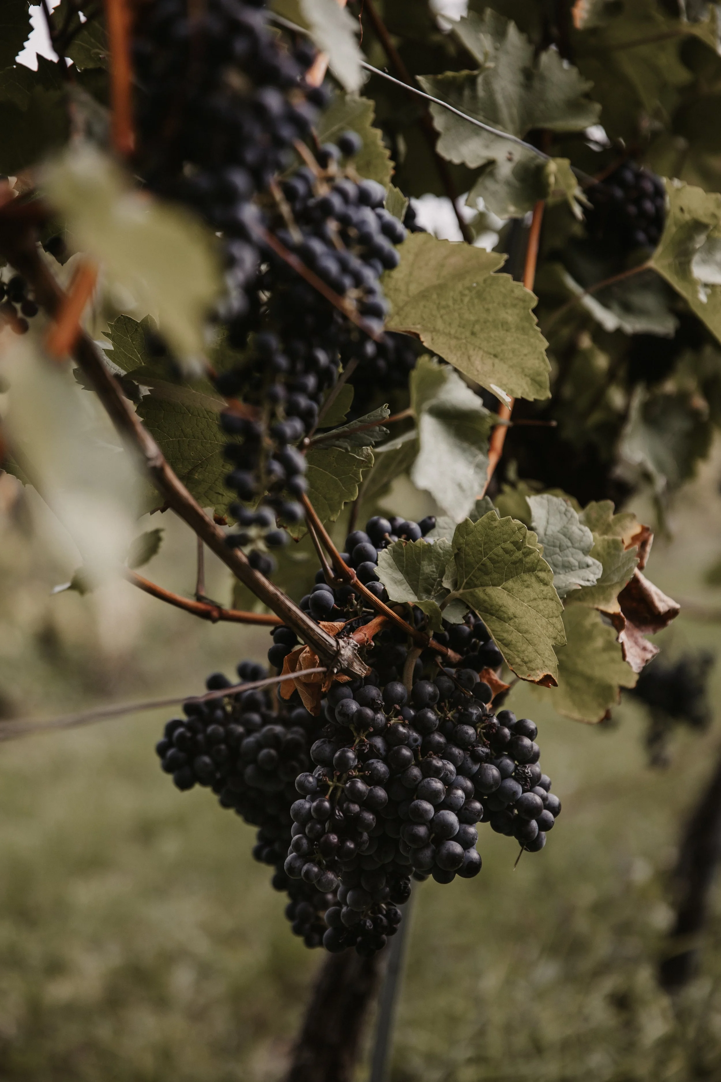 Weinreben im Herbst, ideal für eine wildromantische Hochzeit