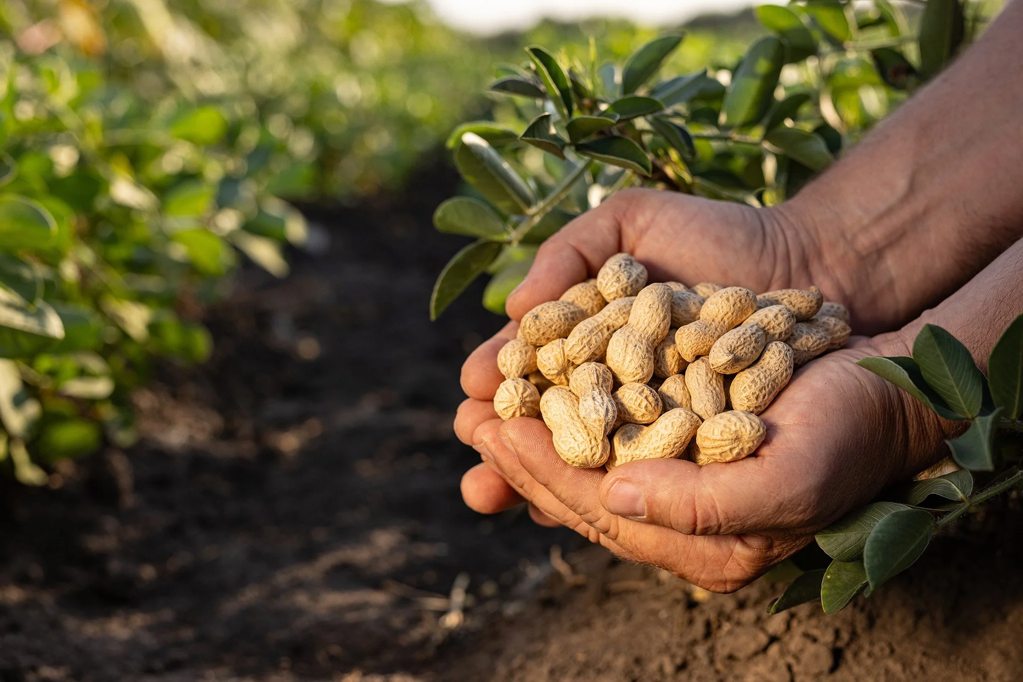 nuts in hand.jpg