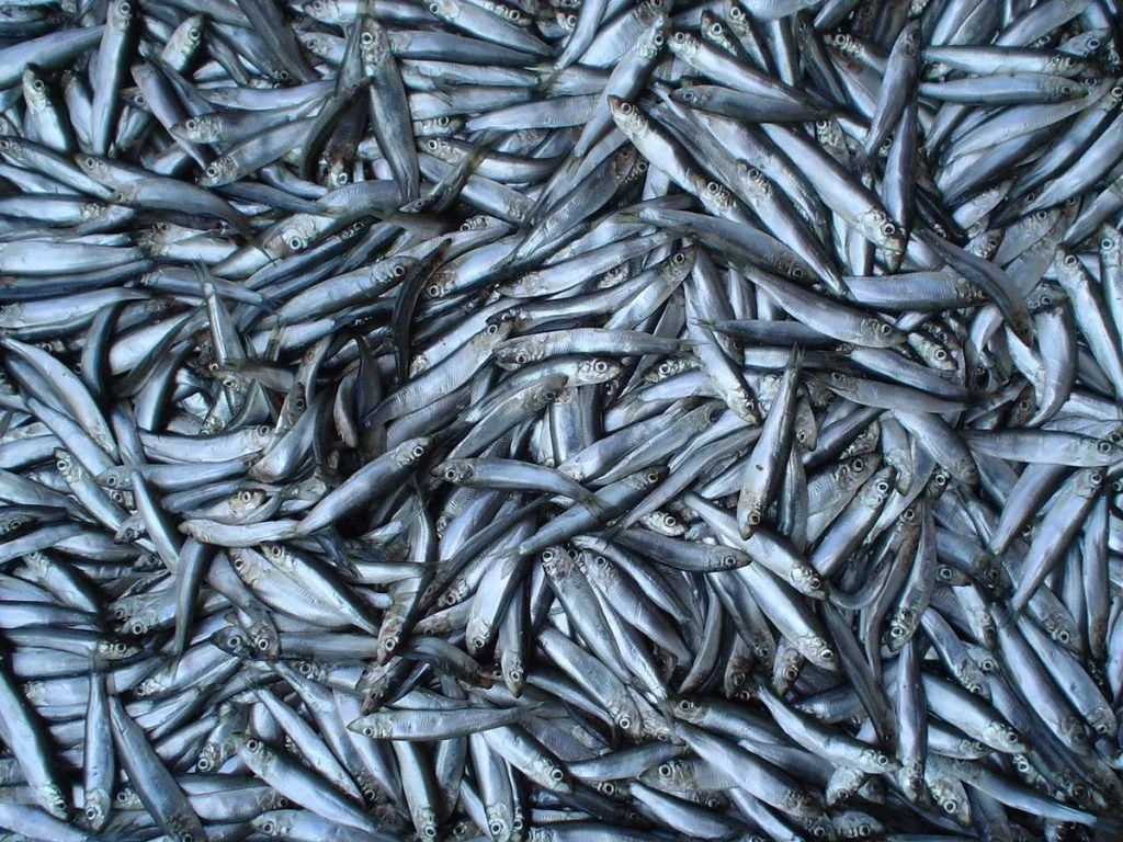 A large pile of small, silvery fish stacked closely together.