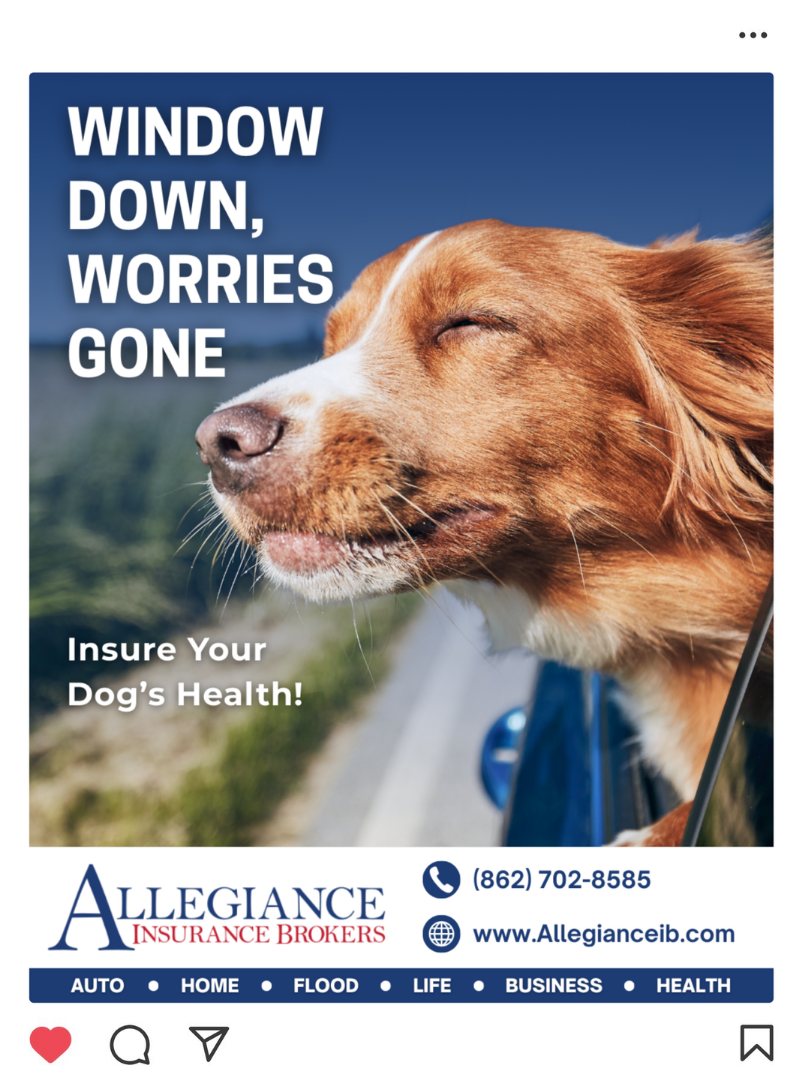 A dog with closed eyes enjoying a breeze out of an open car window, with the text 'Window Down, Worries Gone' and 'Insure Your Dog's Health!'