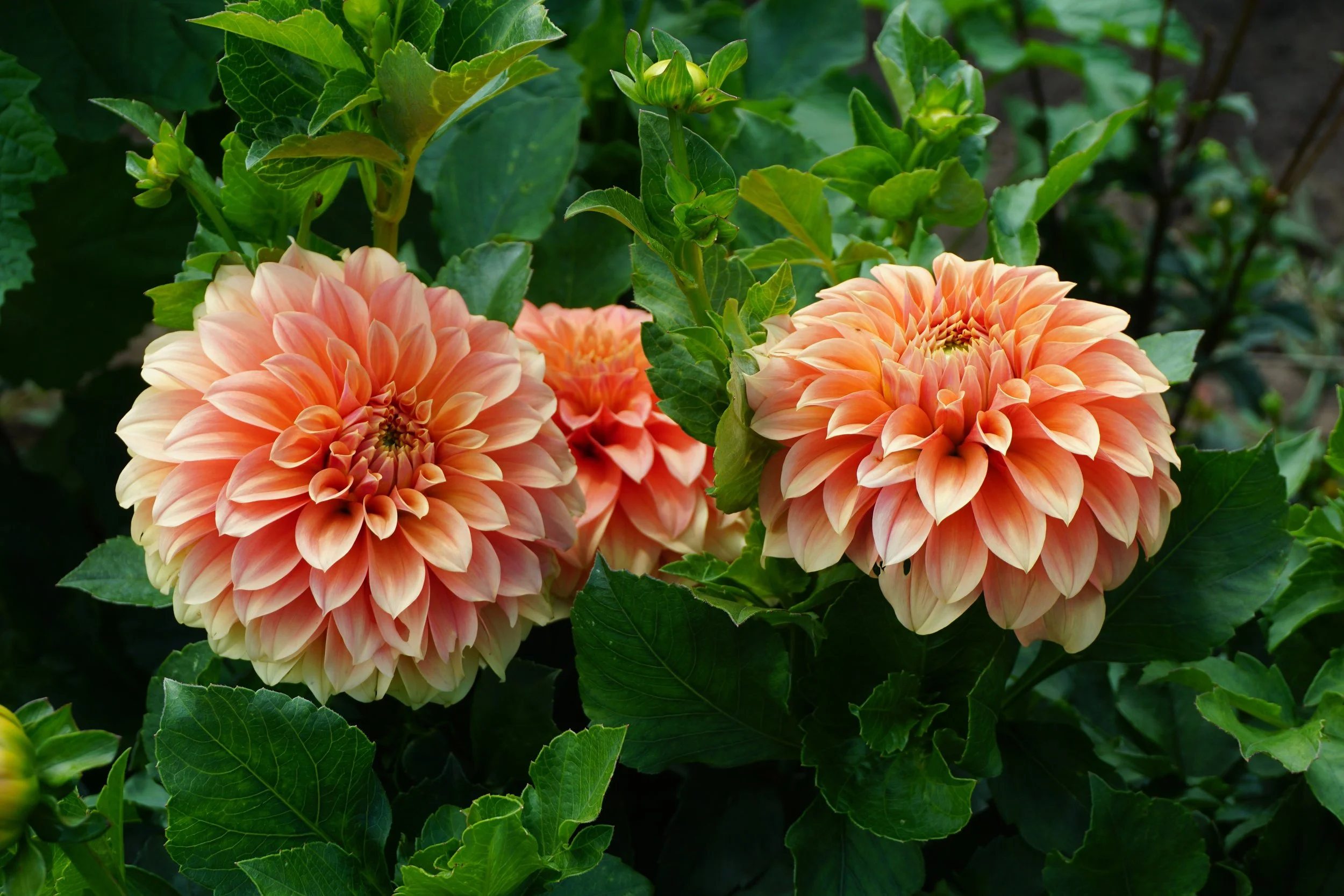 Quane Flower Farm