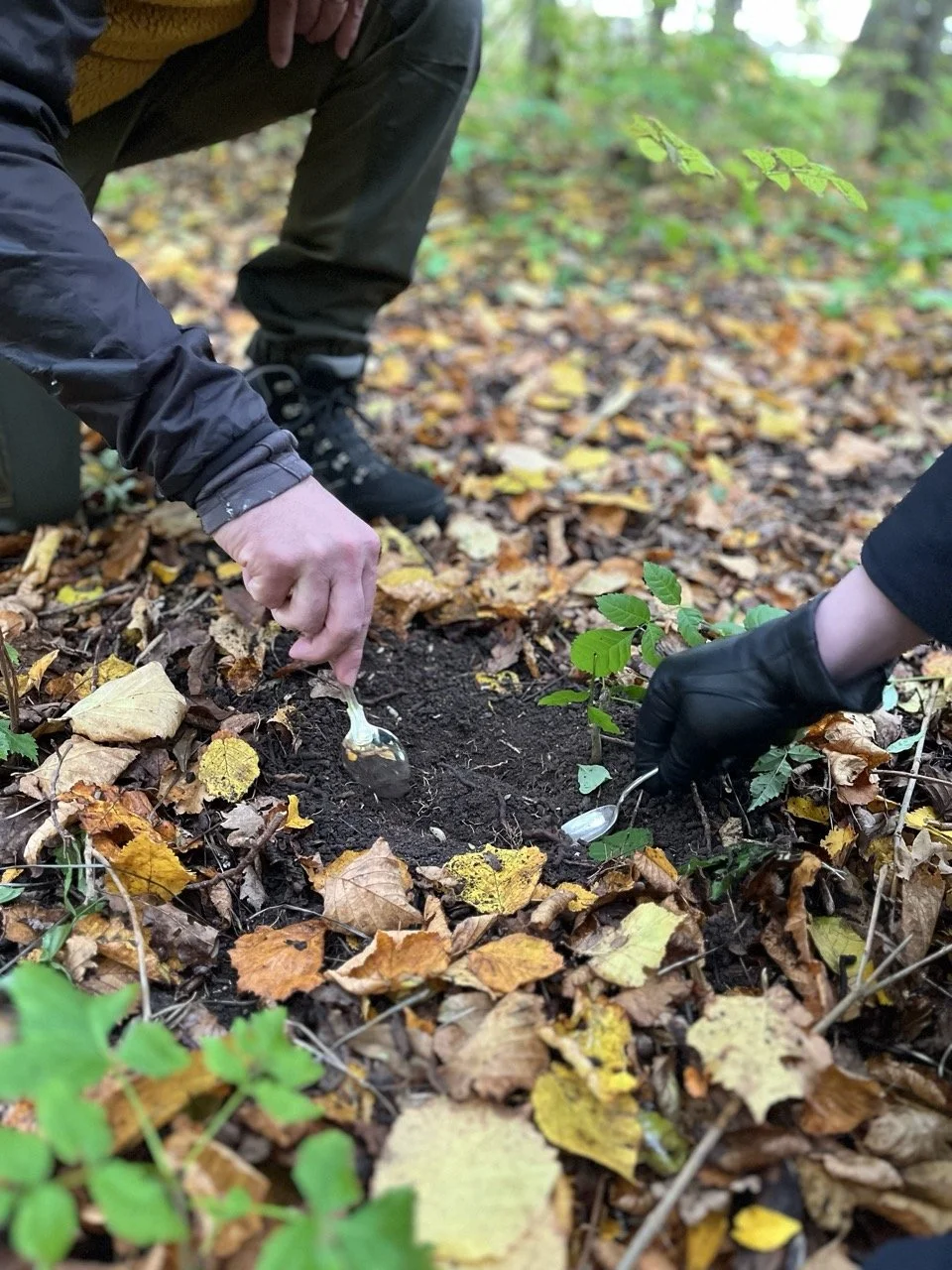 Tryffeljakt gotland event.jpeg