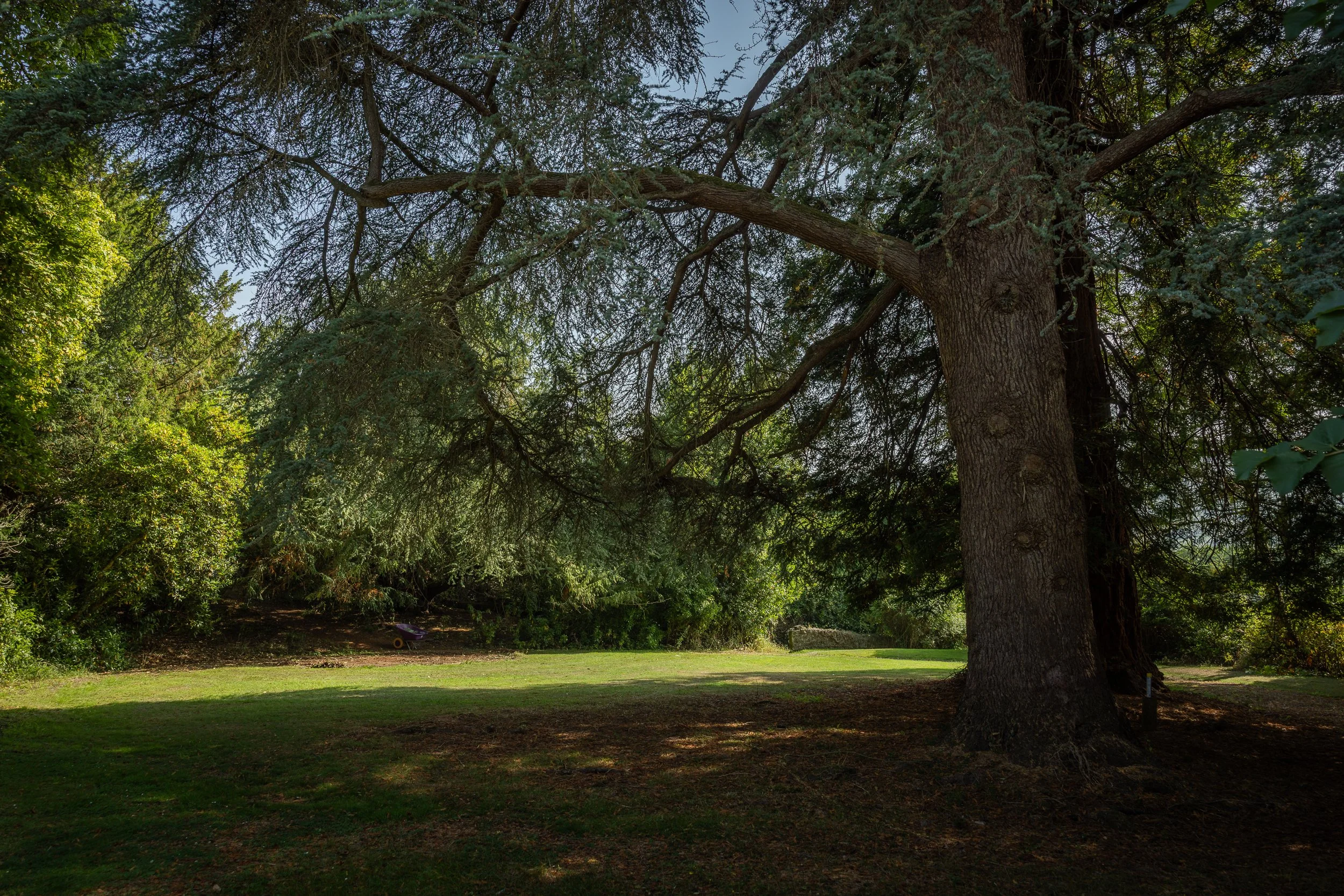 Large tree with spreading branches in a park, surrounded by lush green foliage and grass, casting shadows on the ground.