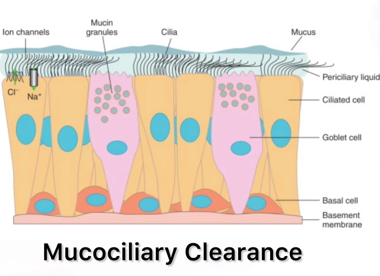 Impaired mucociliary clearance causing mucus buildup and coughing