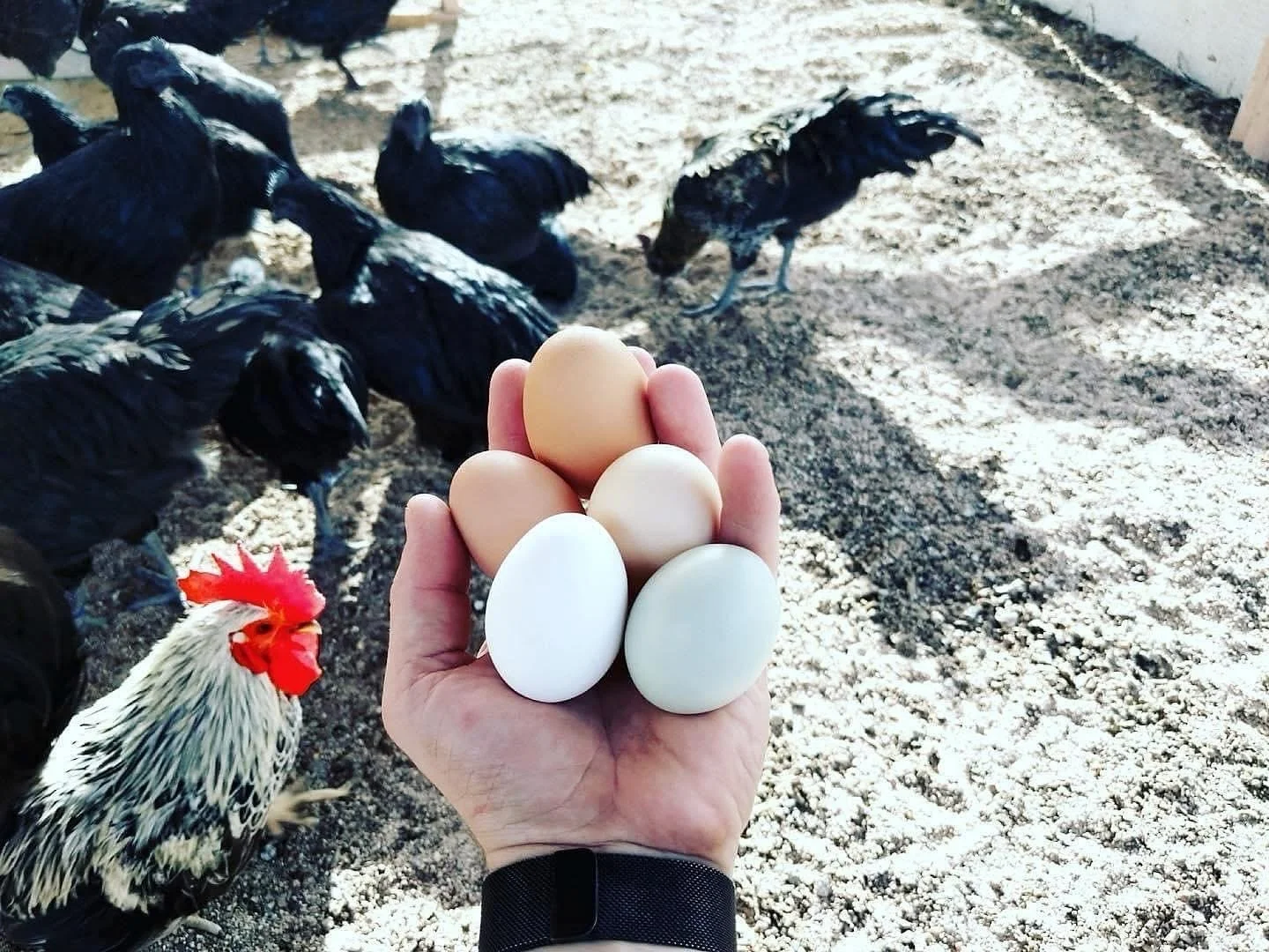 Chicken and eggs illustrating the "chicken or the egg" question of whether bronchiectasis or MAC lung disease develops first